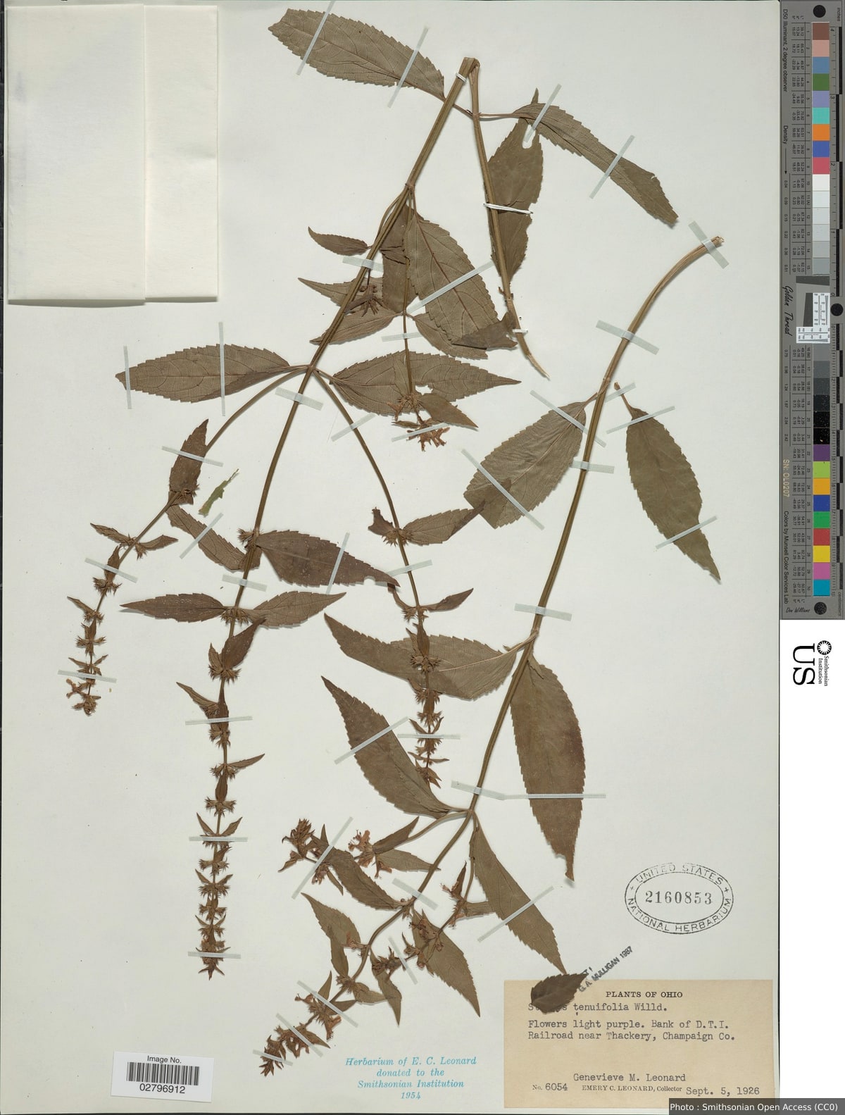 Stachys tenuifolia Willd.