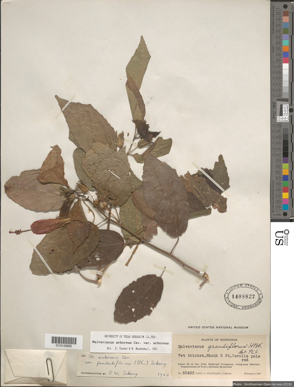Malvaviscus arboreus Cav. var. arboreus