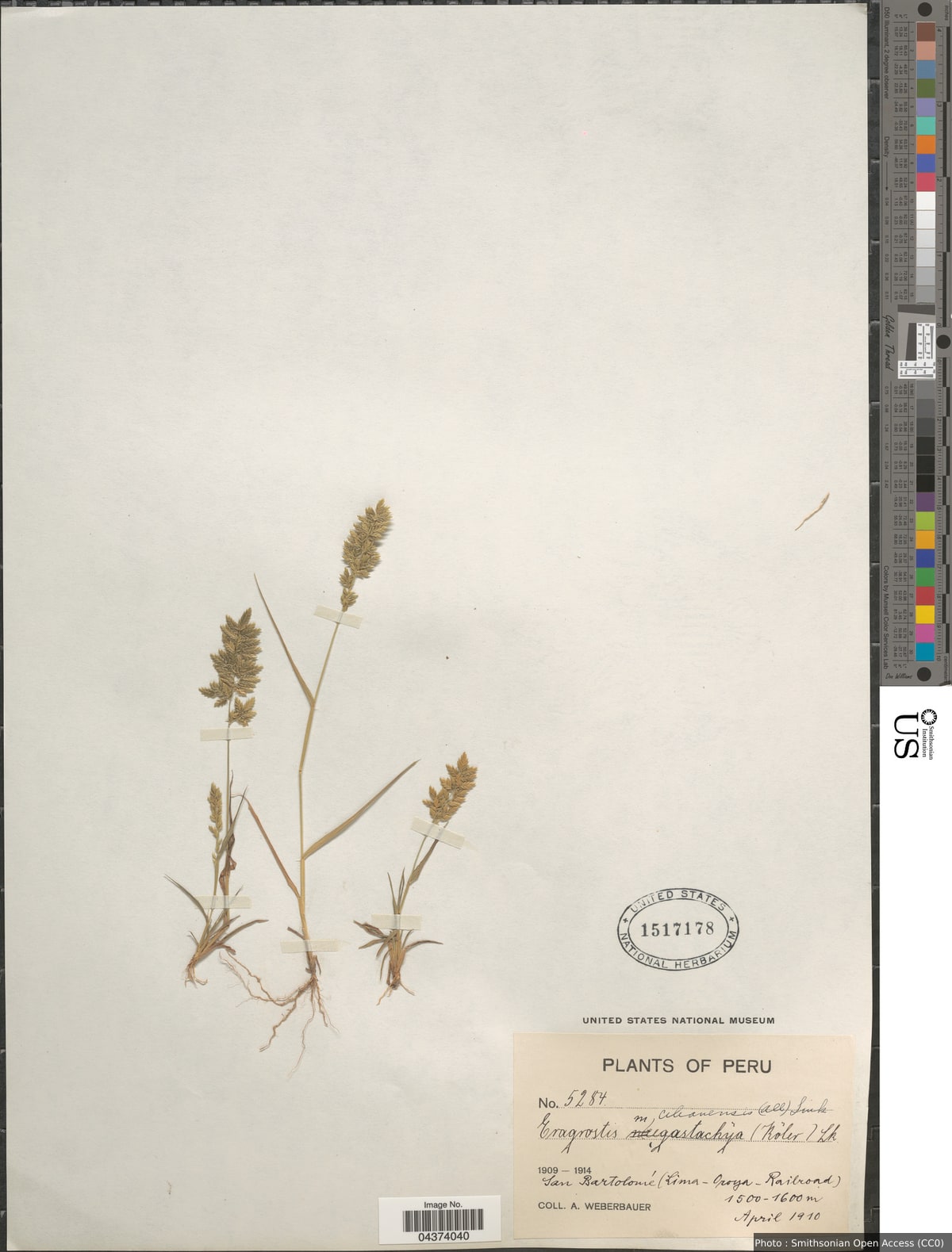 Eragrostis cilianensis (Bellardi) Vignolo ex Janch.