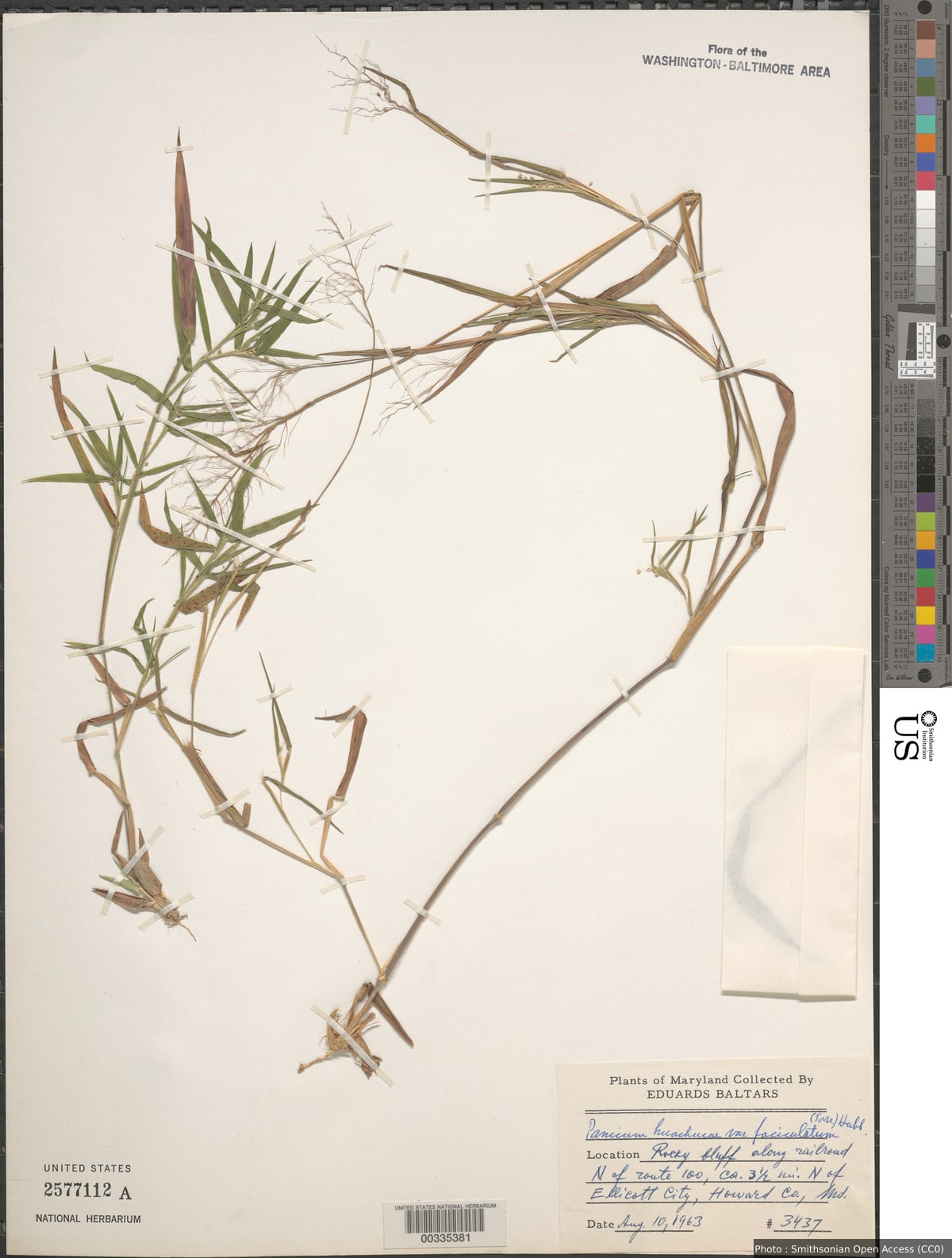 Dichanthelium acuminatum (Sw.) Gould & C.A. Clark