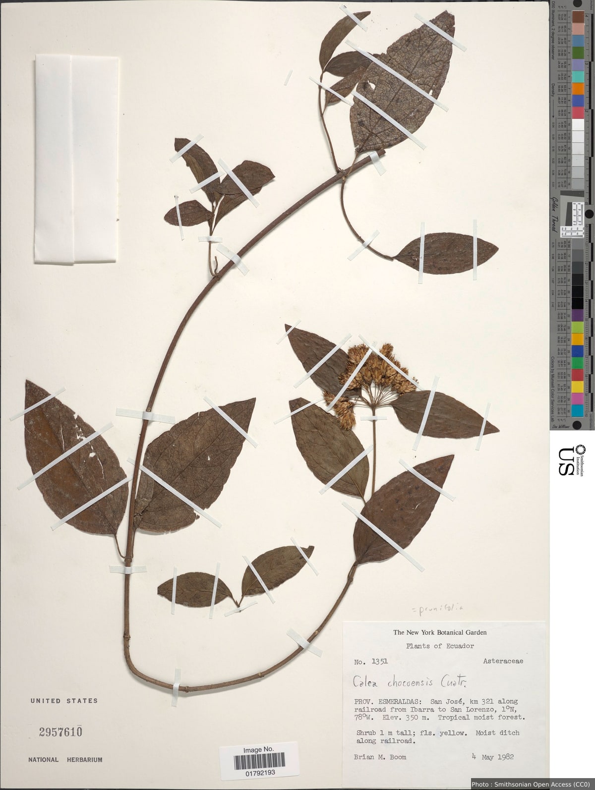 Calea prunifolia Kunth