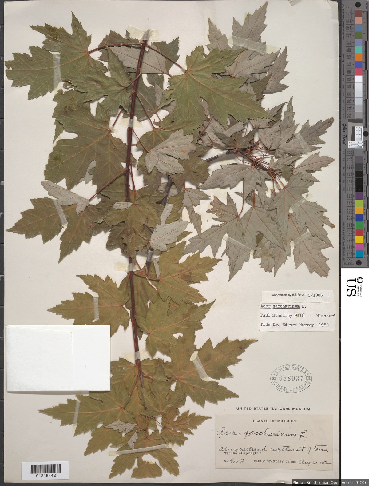 Acer saccharinum L.
