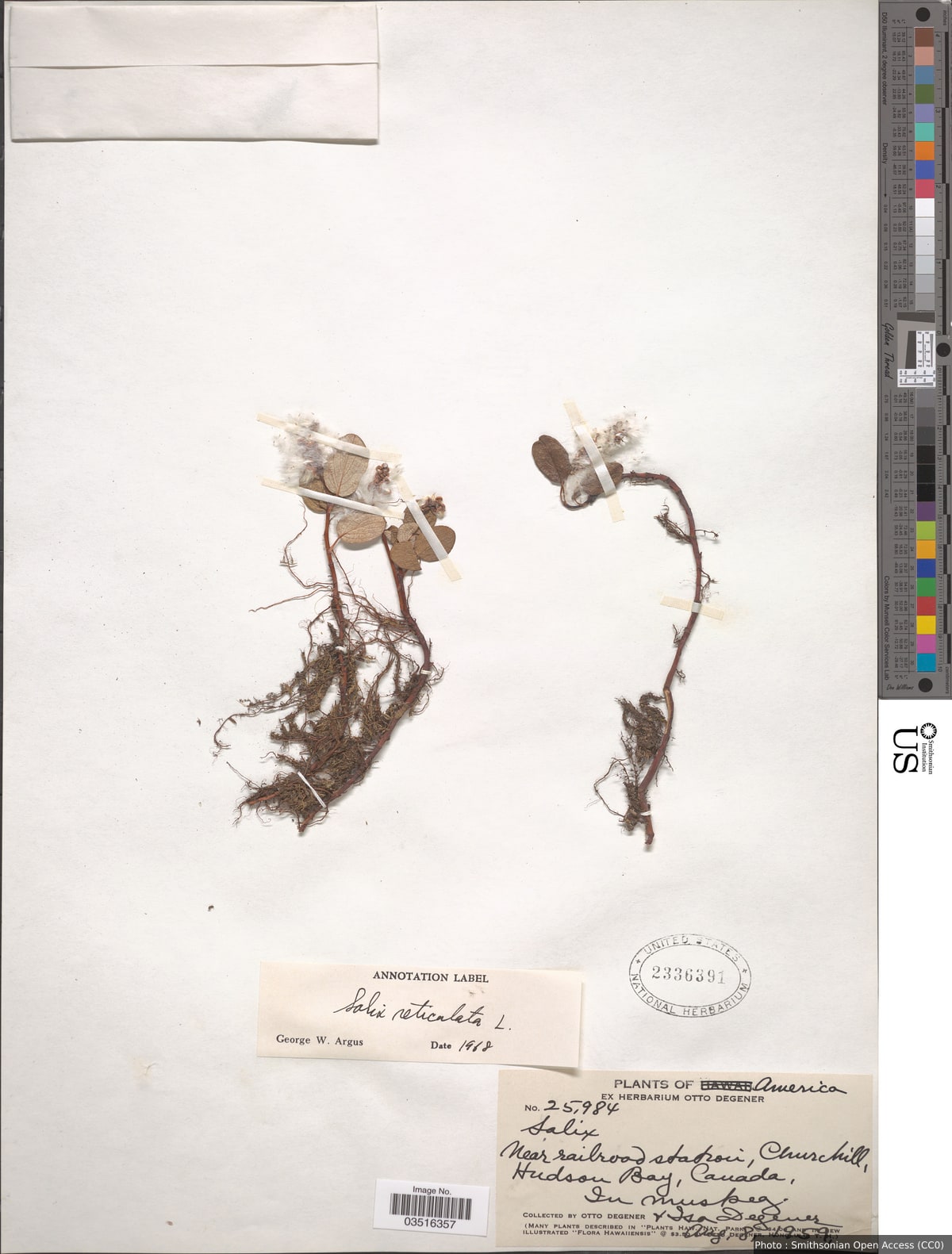 Salix reticulata L.