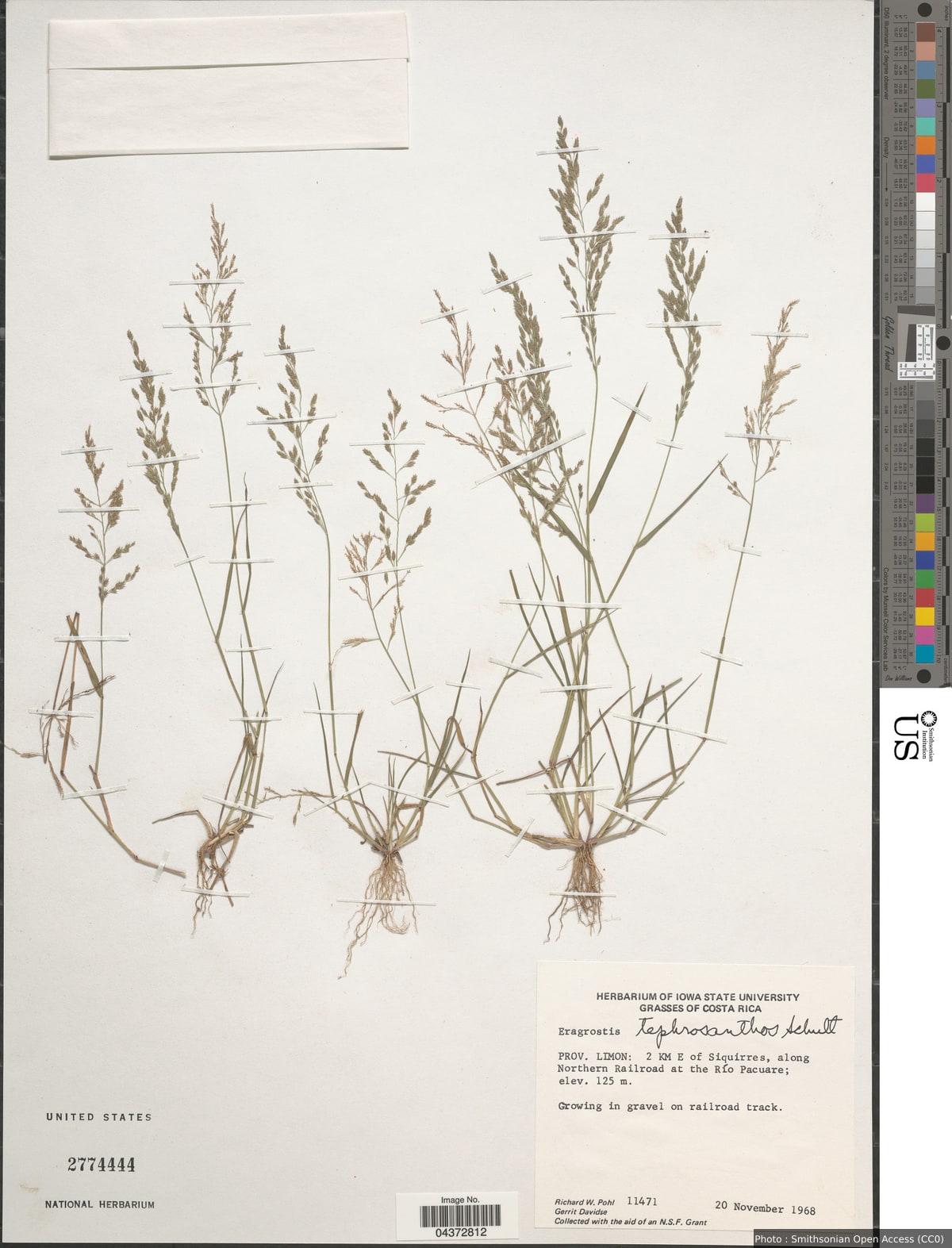 Eragrostis pectinacea var. miserrima (E. Fourn.) Reeder