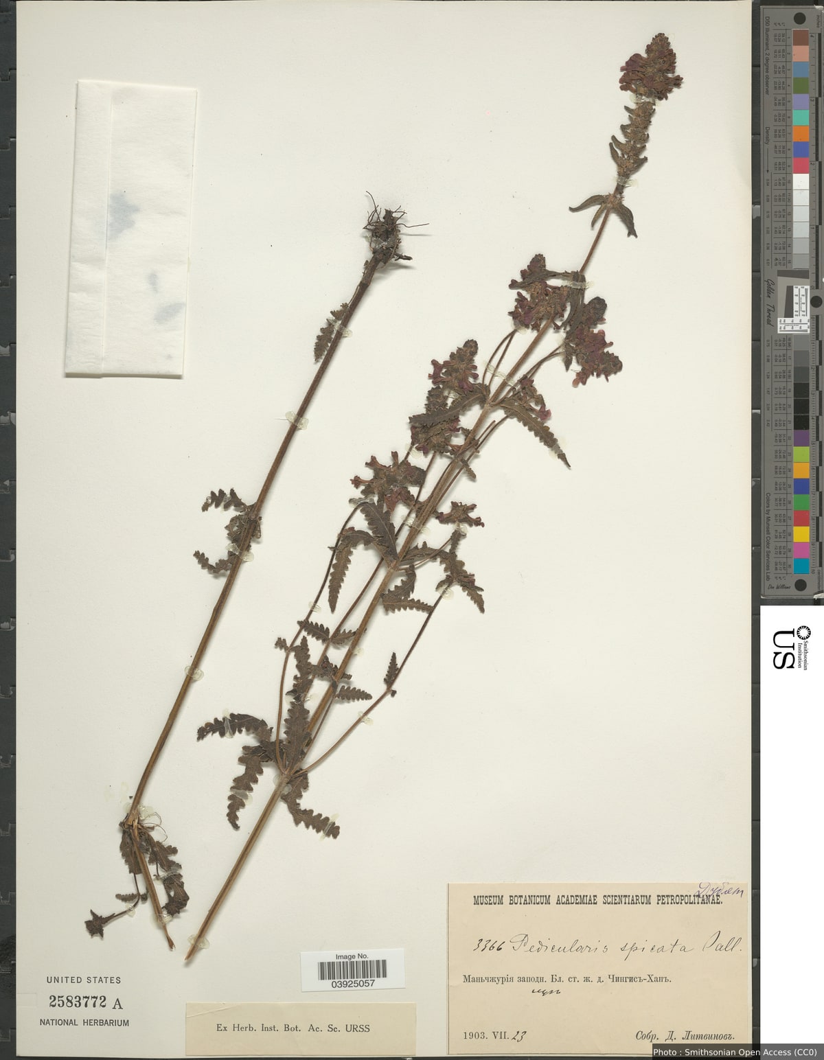 Pedicularis spicata Pall.