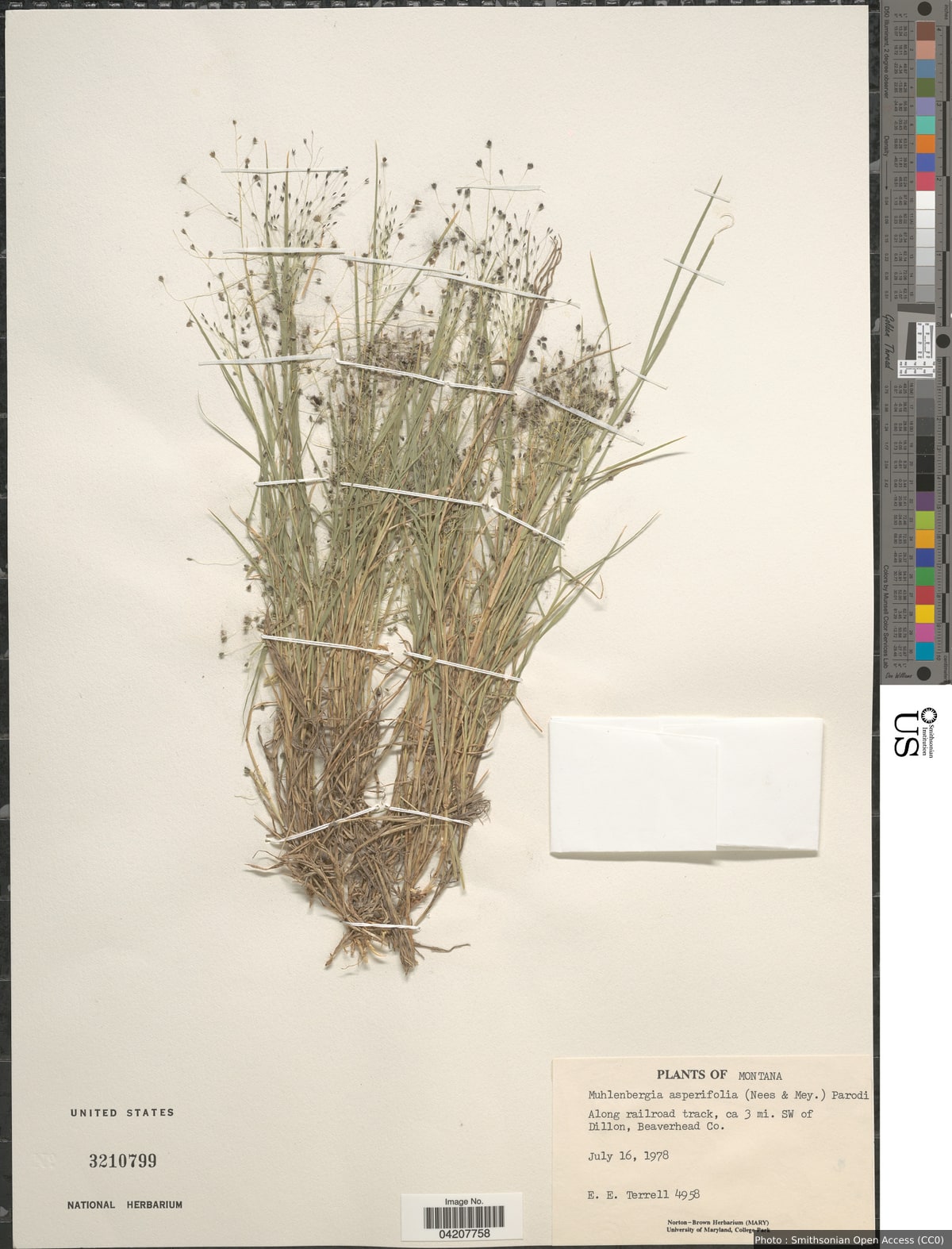 Muhlenbergia asperifolia (Nees & Meyen ex Trin.) Parodi