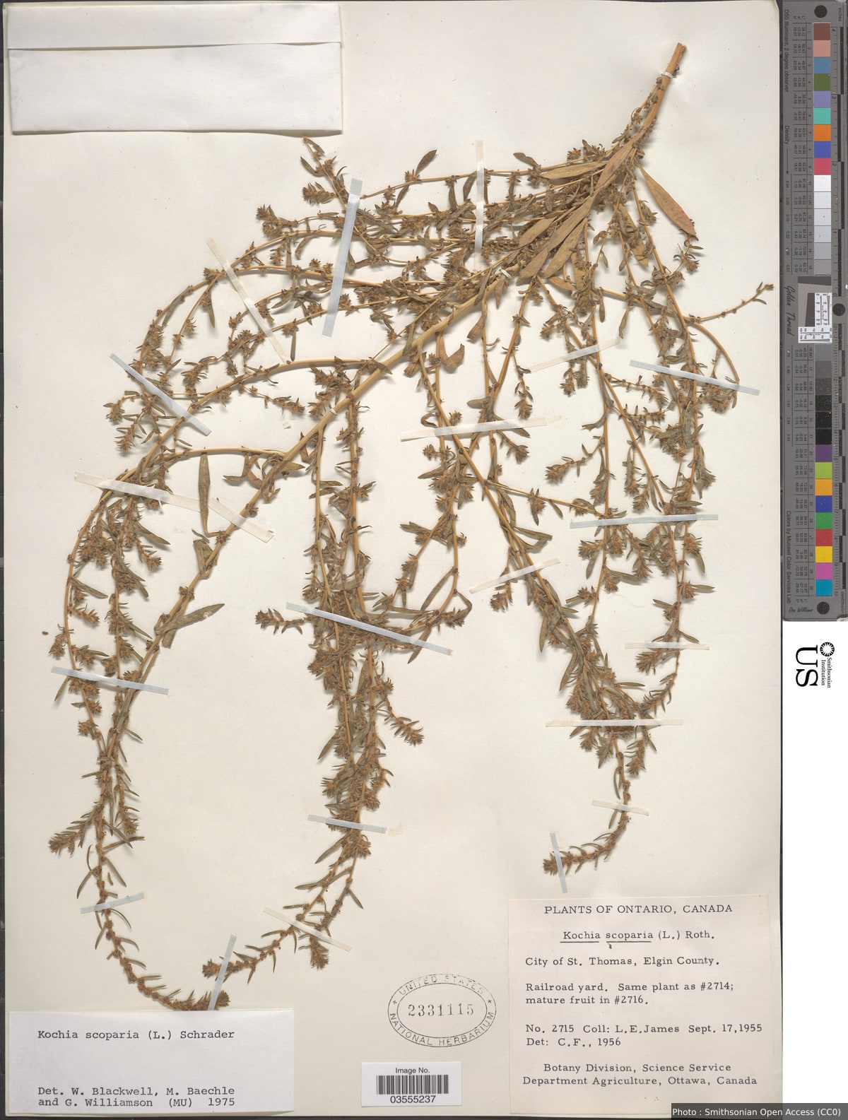 Bassia scoparia (L.) Voss