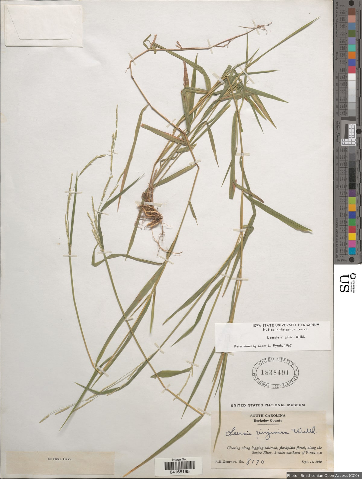 Leersia virginica Willd.
