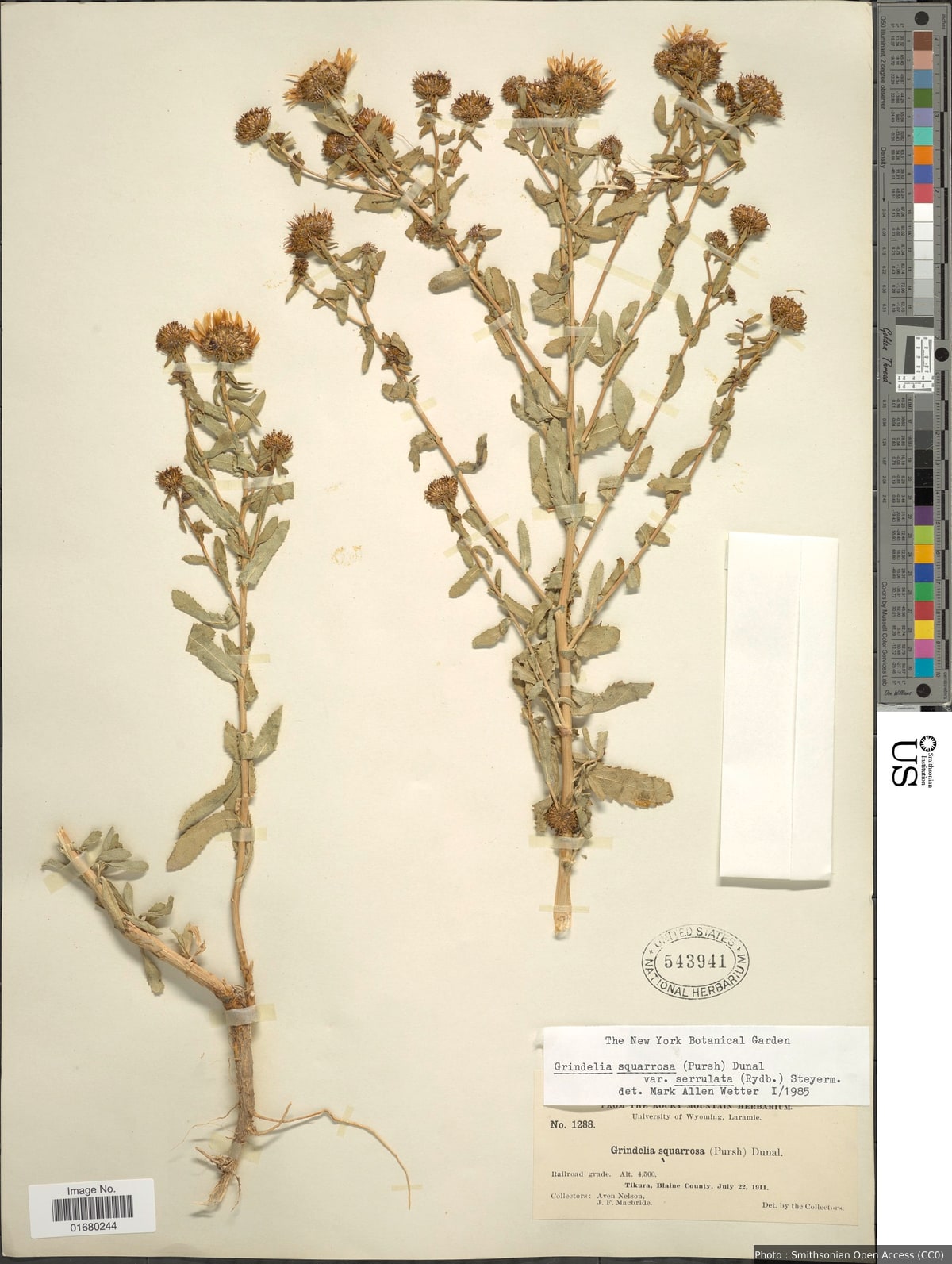 Grindelia squarrosa var. serrulata (Rydb.) Steyerm.