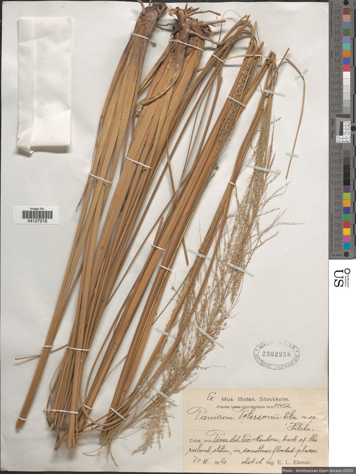 Panicum petersonii Hitchc. & Ekman