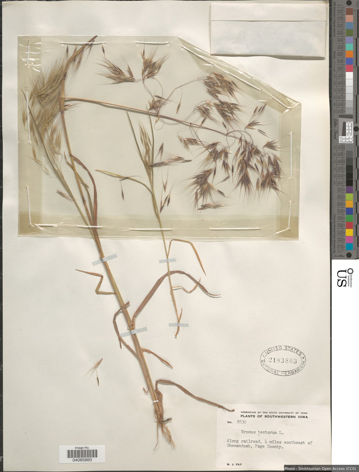 Bromus tectorum L.