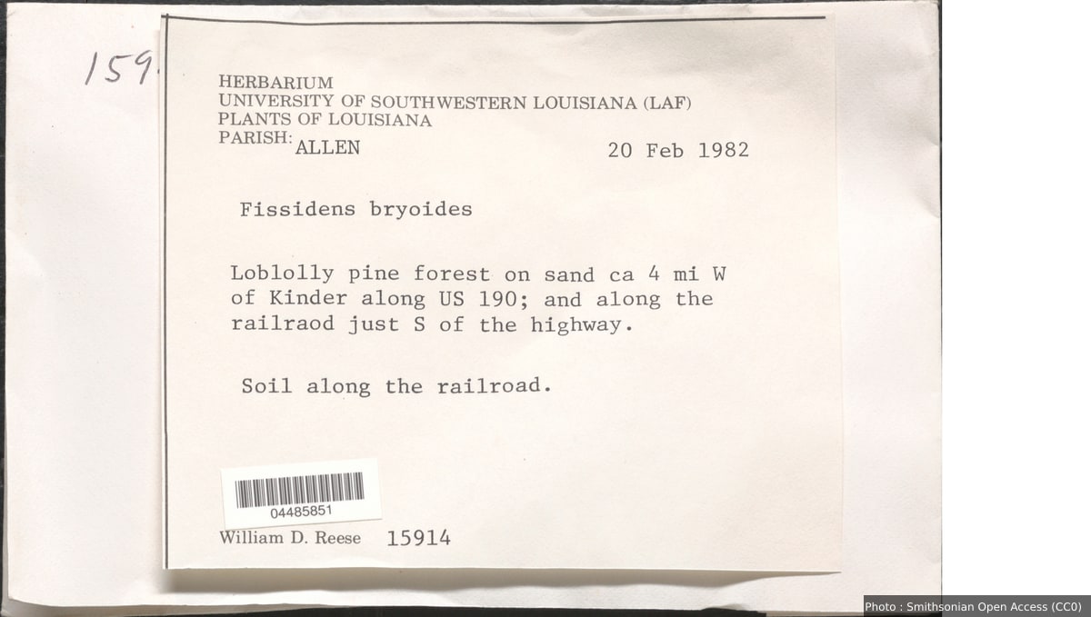 Fissidens bryoides Hedw.