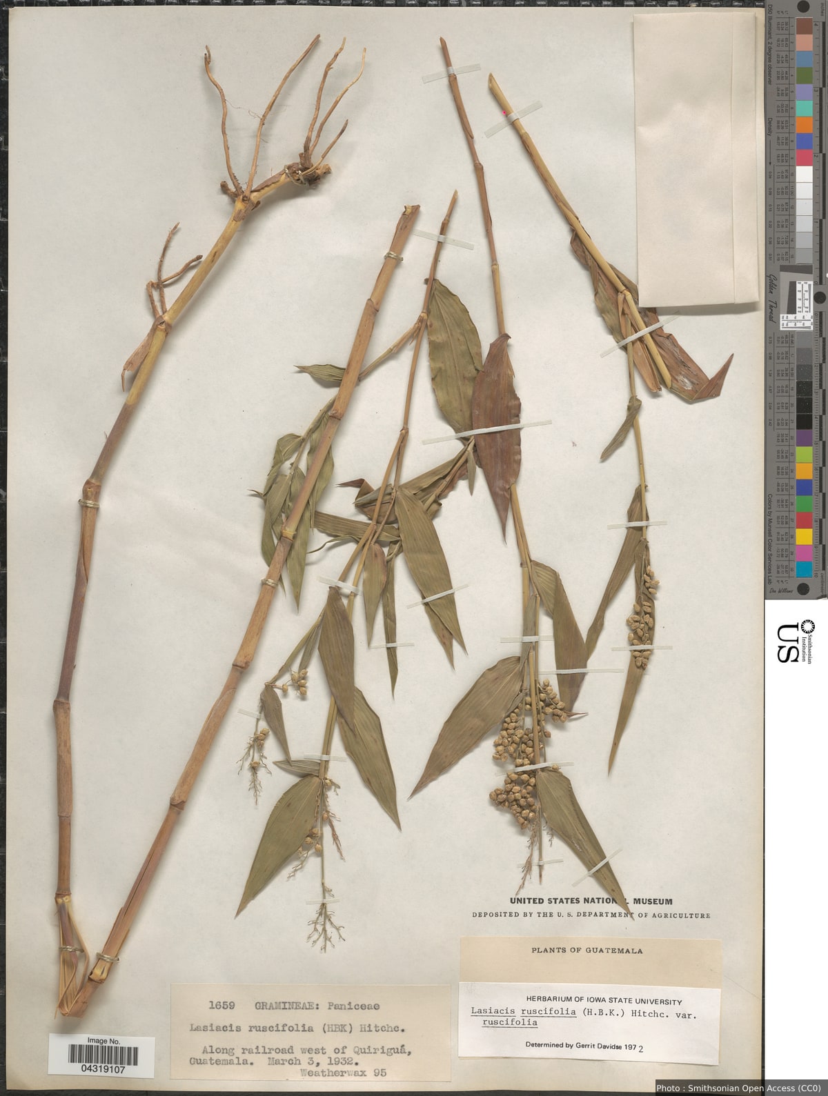 Lasiacis ruscifolia (Kunth) Hitchc.