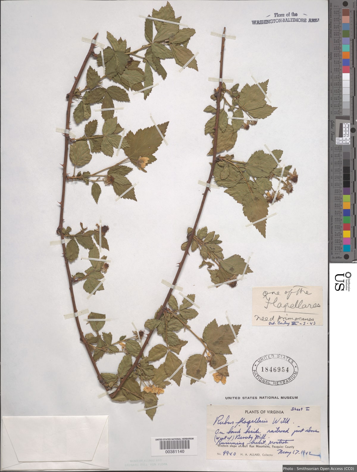 Rubus flagellaris Willd.