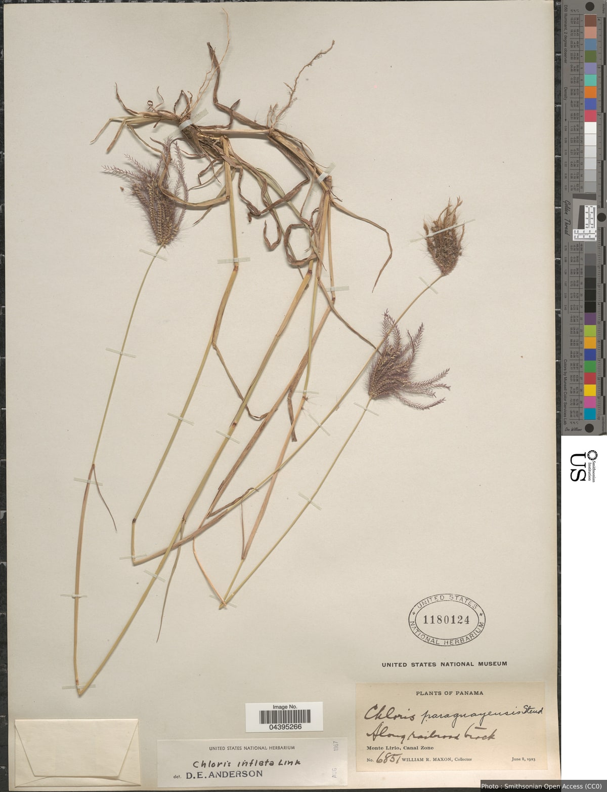Chloris barbata Sw.
