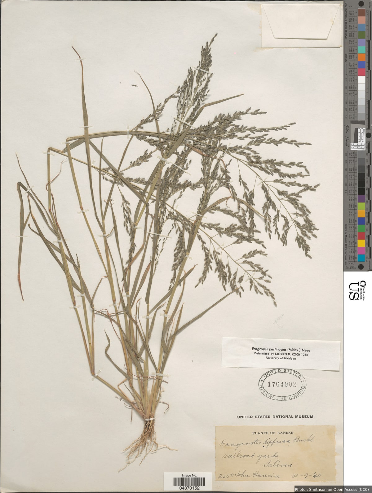 Eragrostis pectinacea (Michx.) Nees