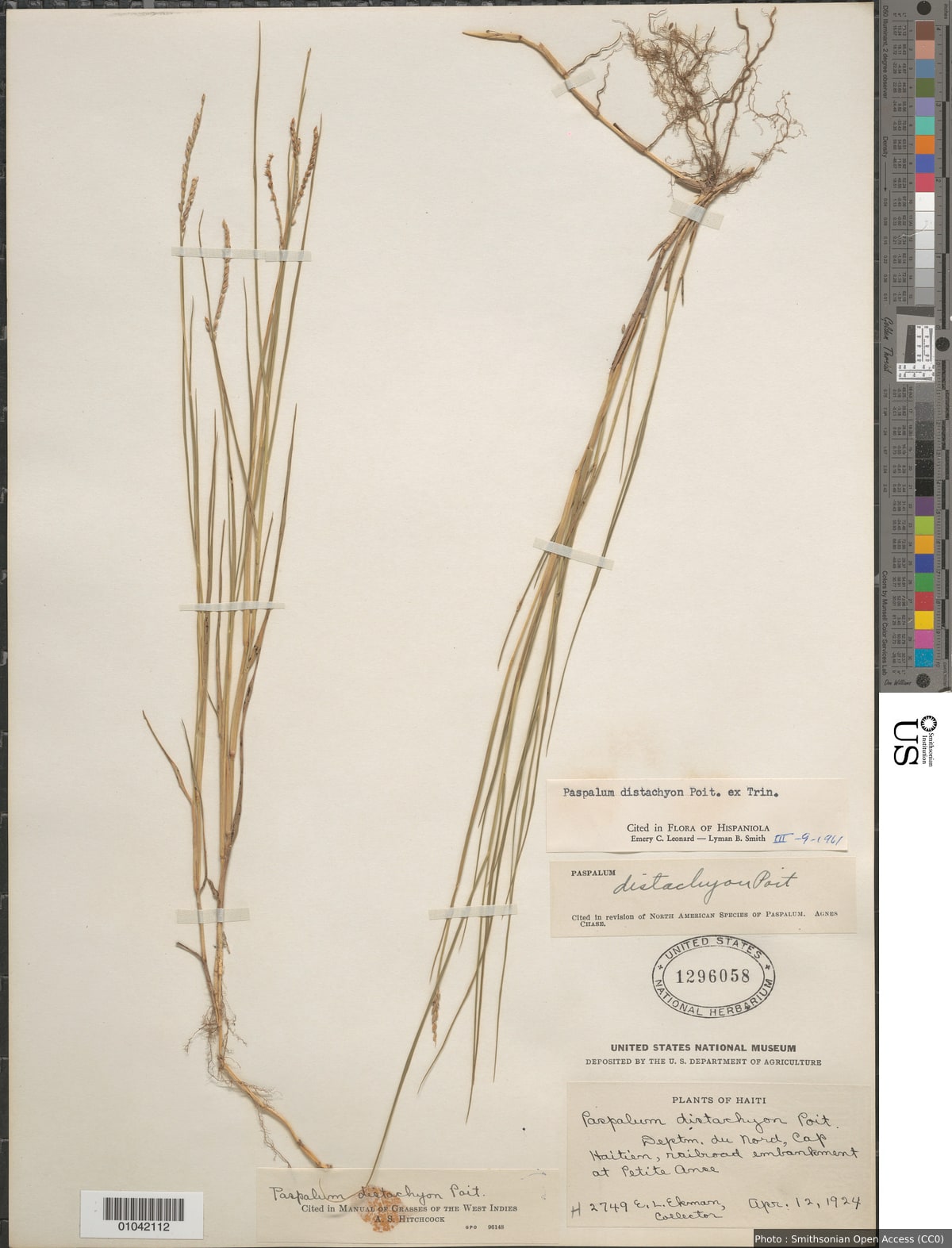 Paspalum paspalodes (Michx.) Scribn.