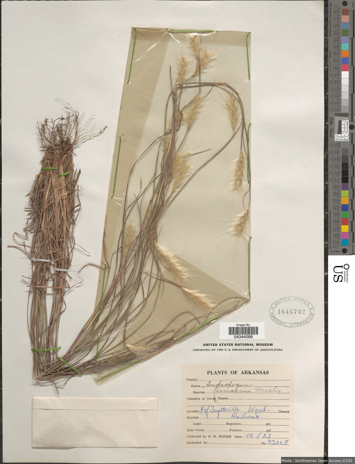 Andropogon ternarius Michx.