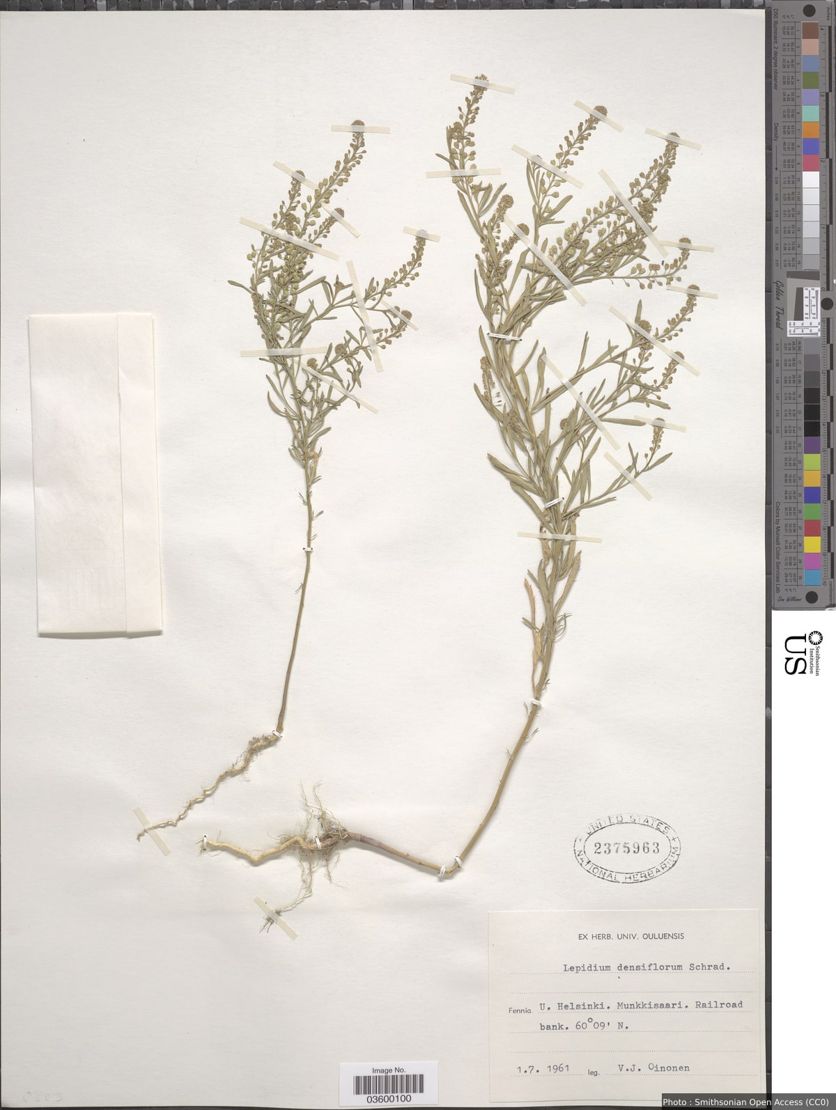 Lepidium densiflorum Schrad.