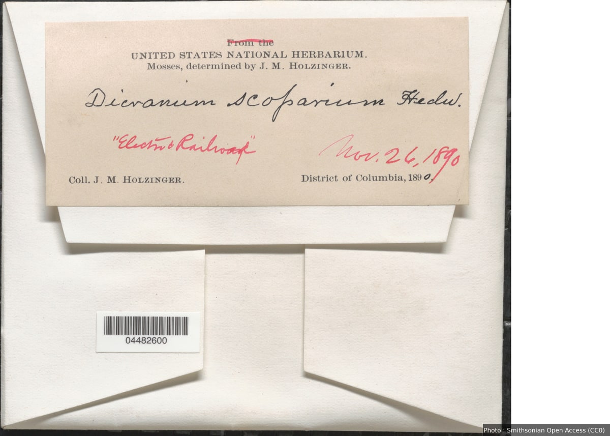 Dicranum scoparium Hedw.