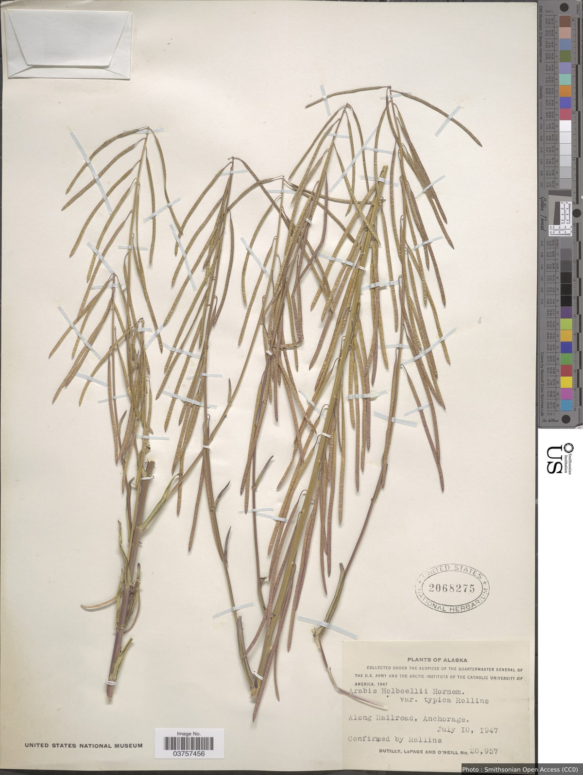 Arabis holboellii Hornem.
