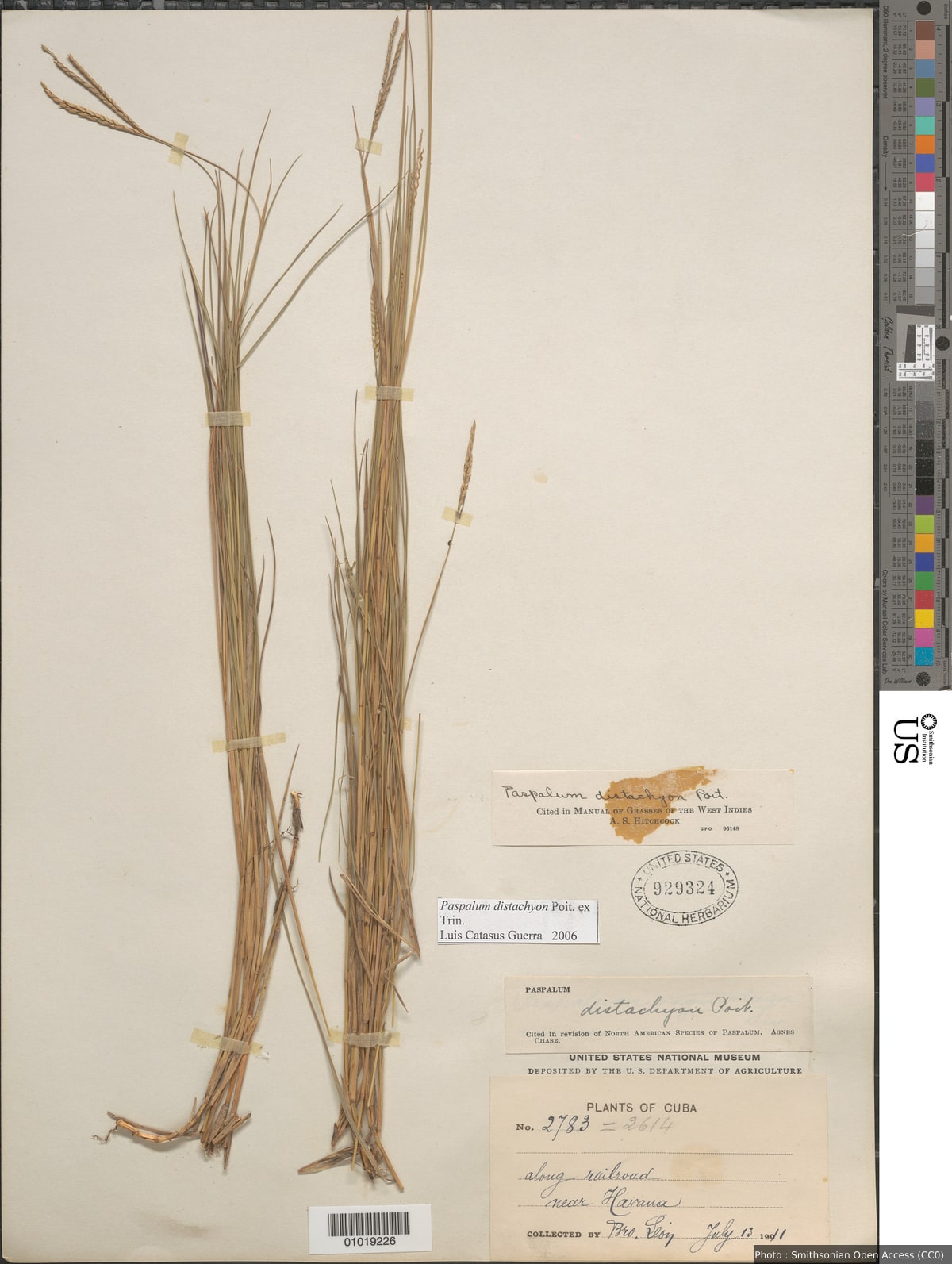 Paspalum distachyon Poiteau ex Trin.