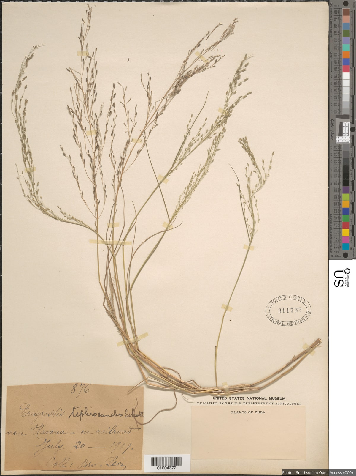 Eragrostis tephrosanthos Roem. & Schult.
