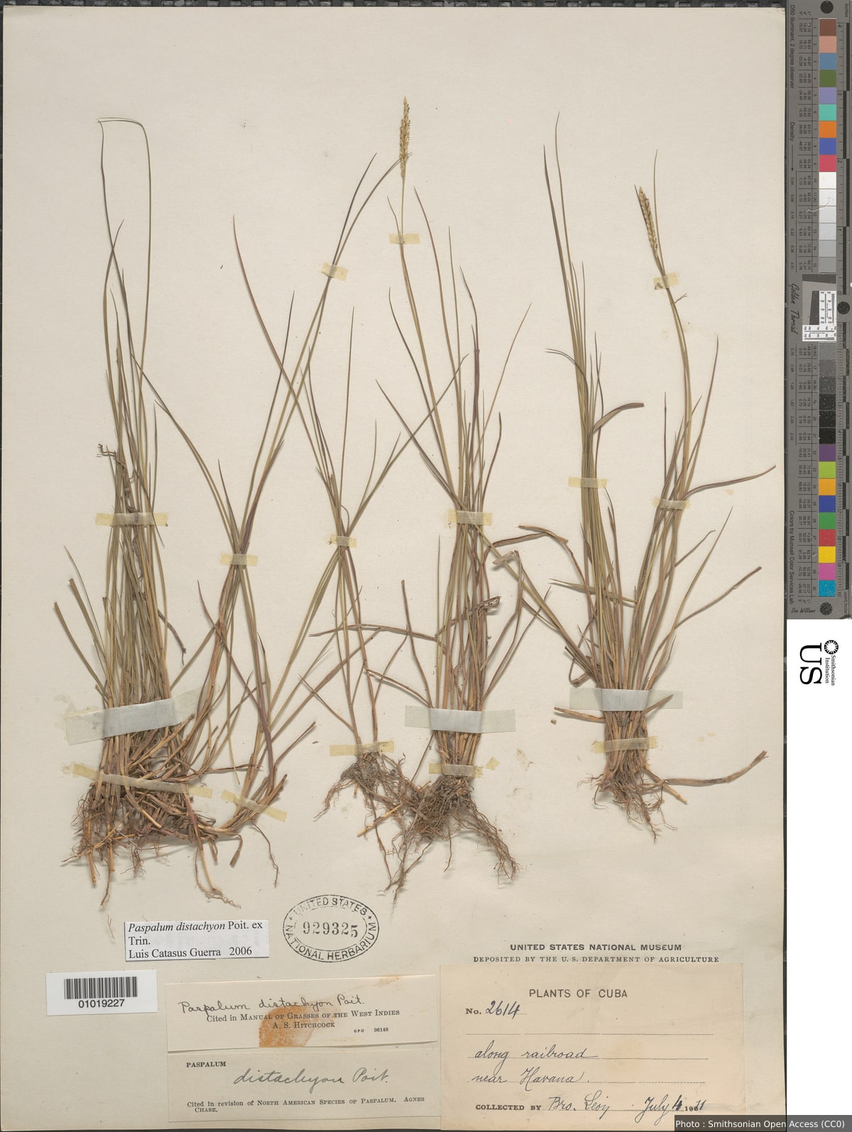 Paspalum distachyon Poiteau ex Trin.