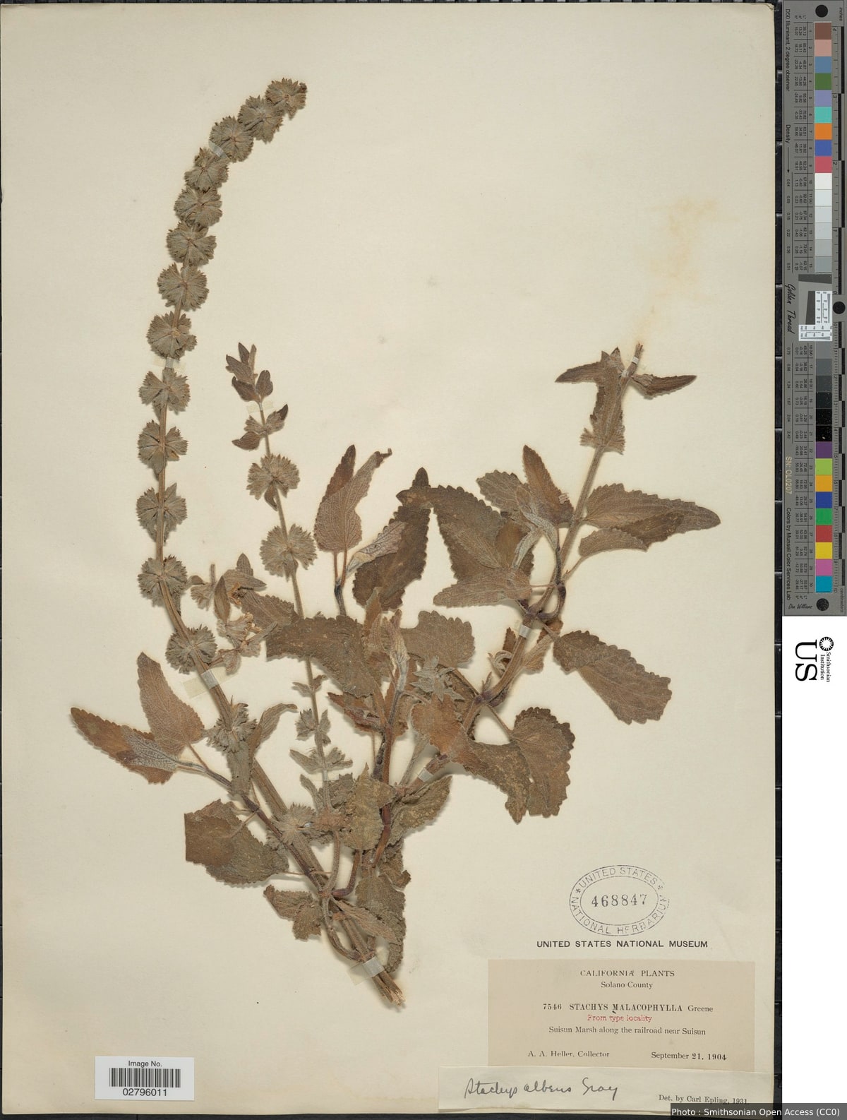 Stachys albens A. Gray