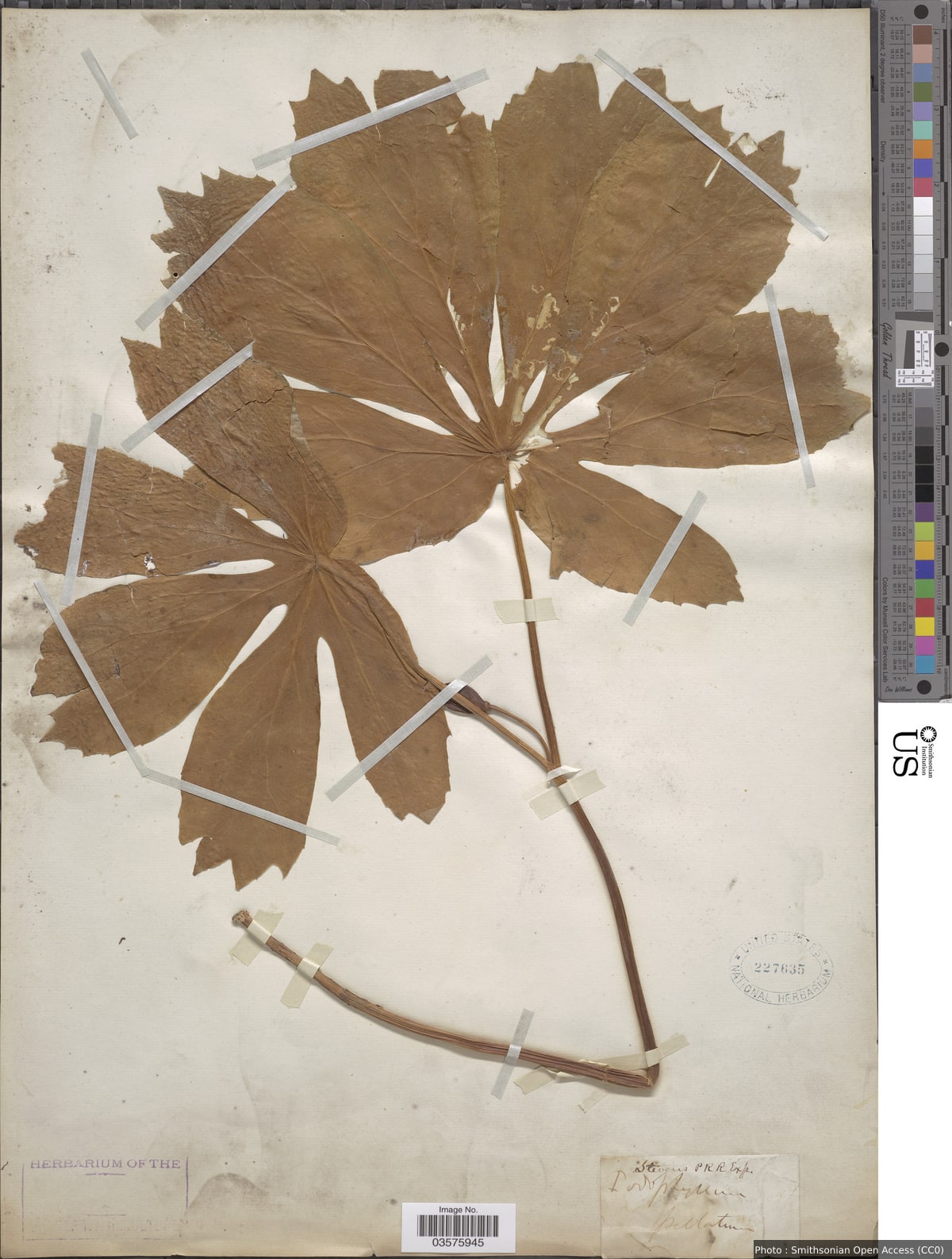 Podophyllum peltatum L.