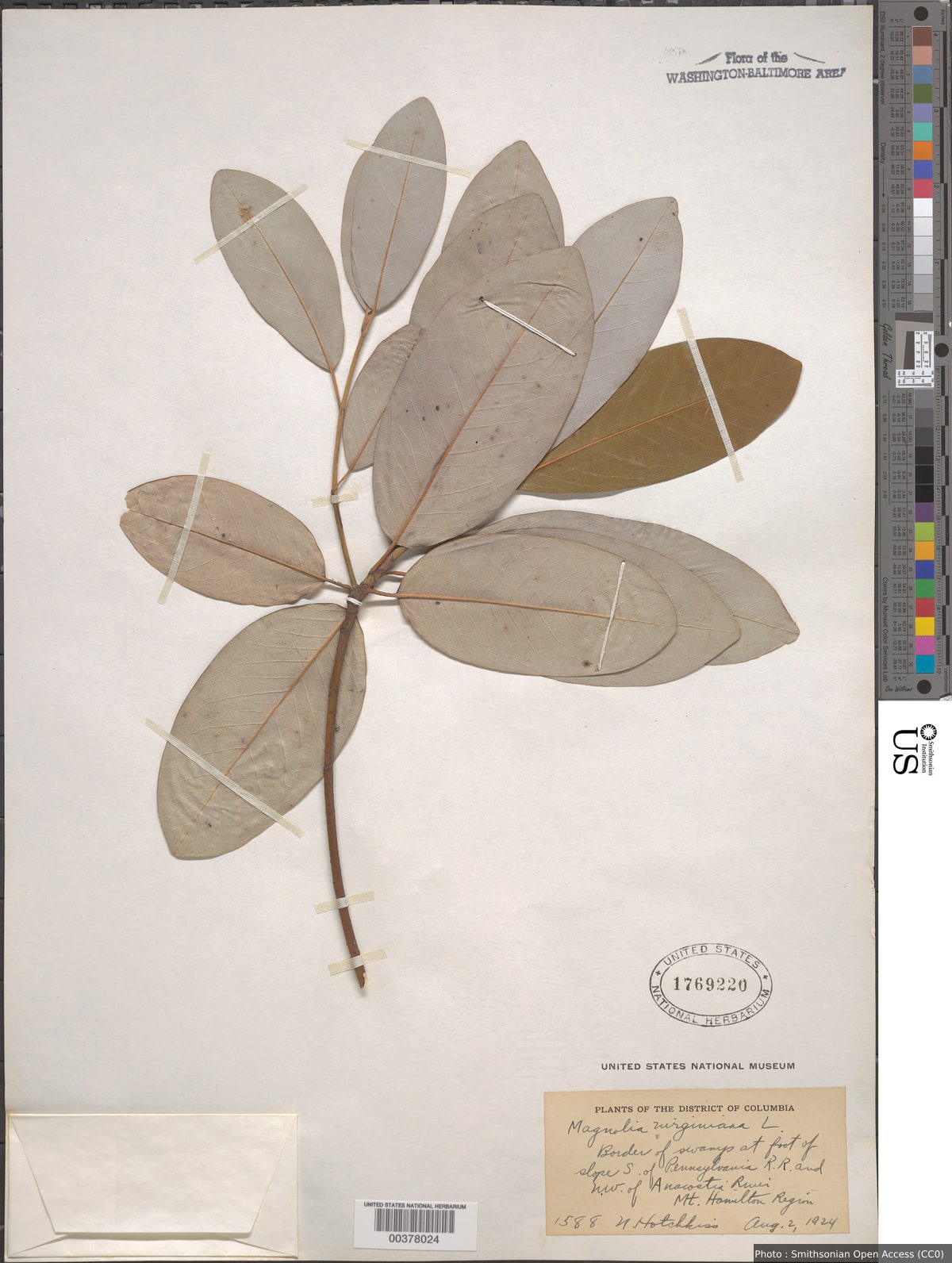 Magnolia virginiana L.