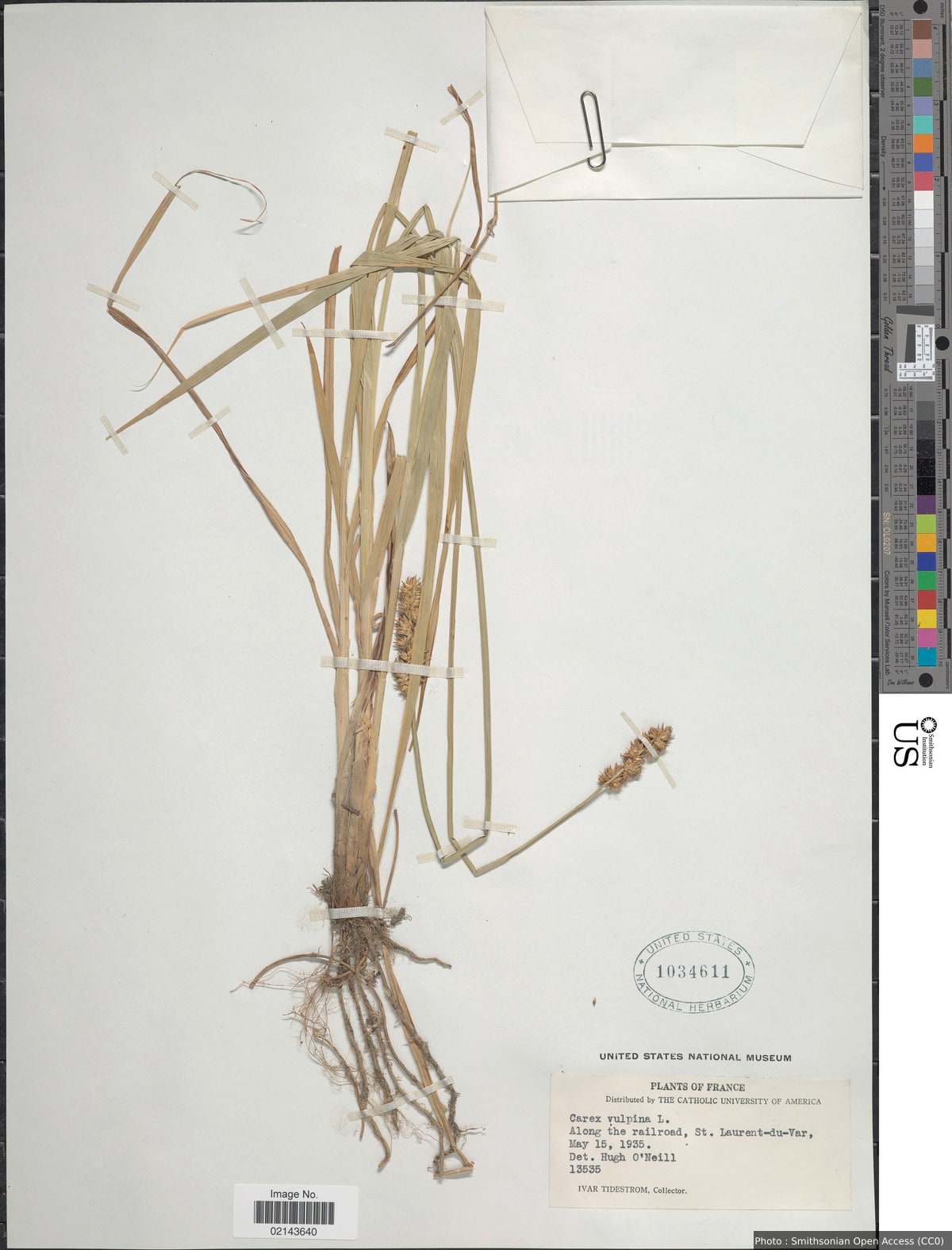 Carex vulpina L.