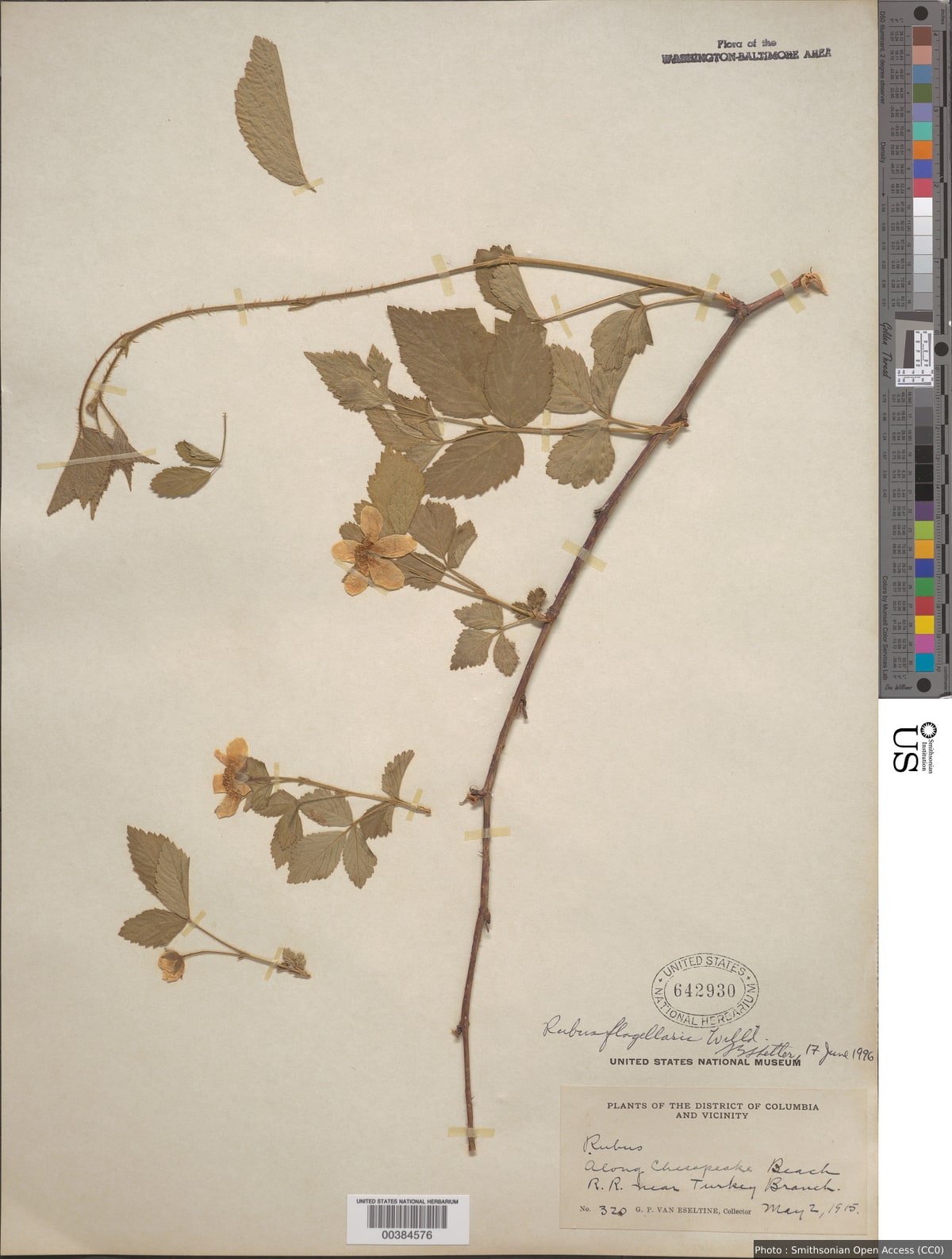 Rubus flagellaris Willd.