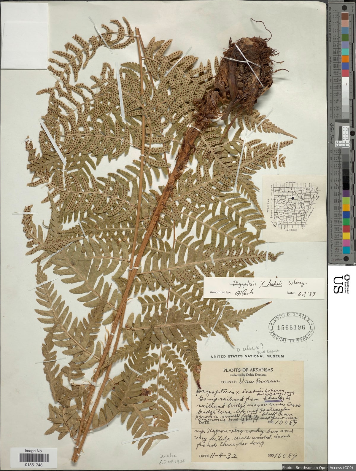 Dryopteris x leedsii Wherry