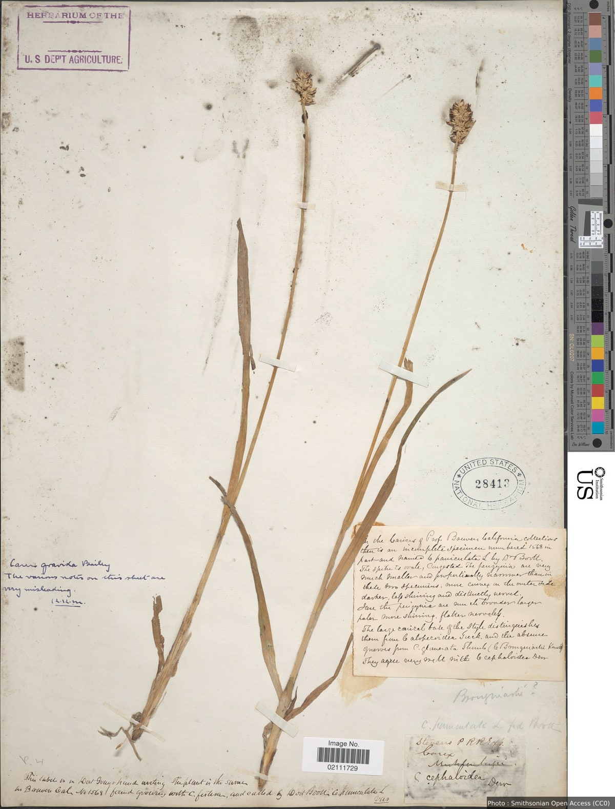 Carex gravida L.H. Bailey