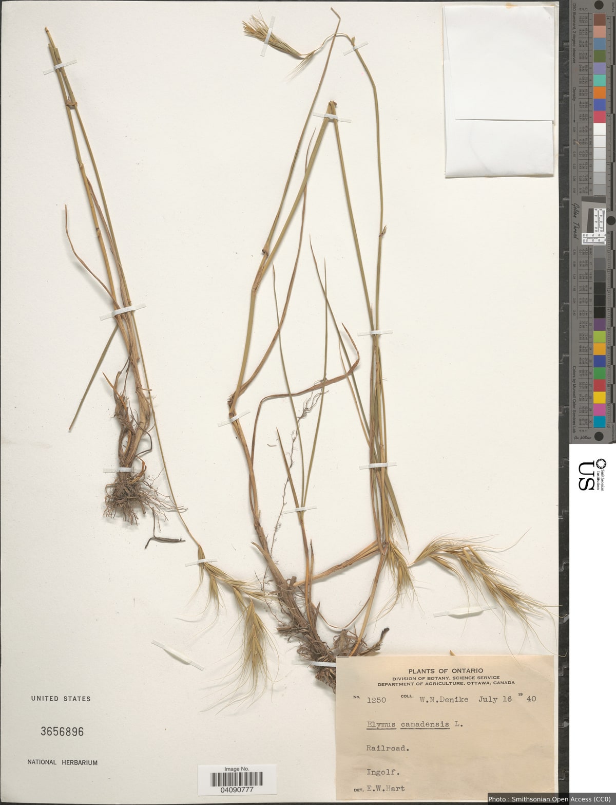 Elymus canadensis L.