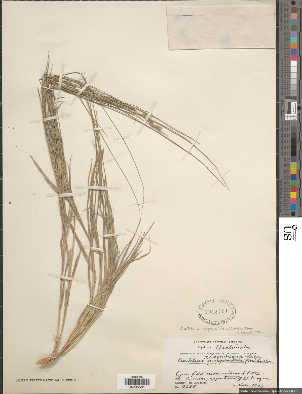 Bouteloua repens (Kunth) Scribn. & Merr.