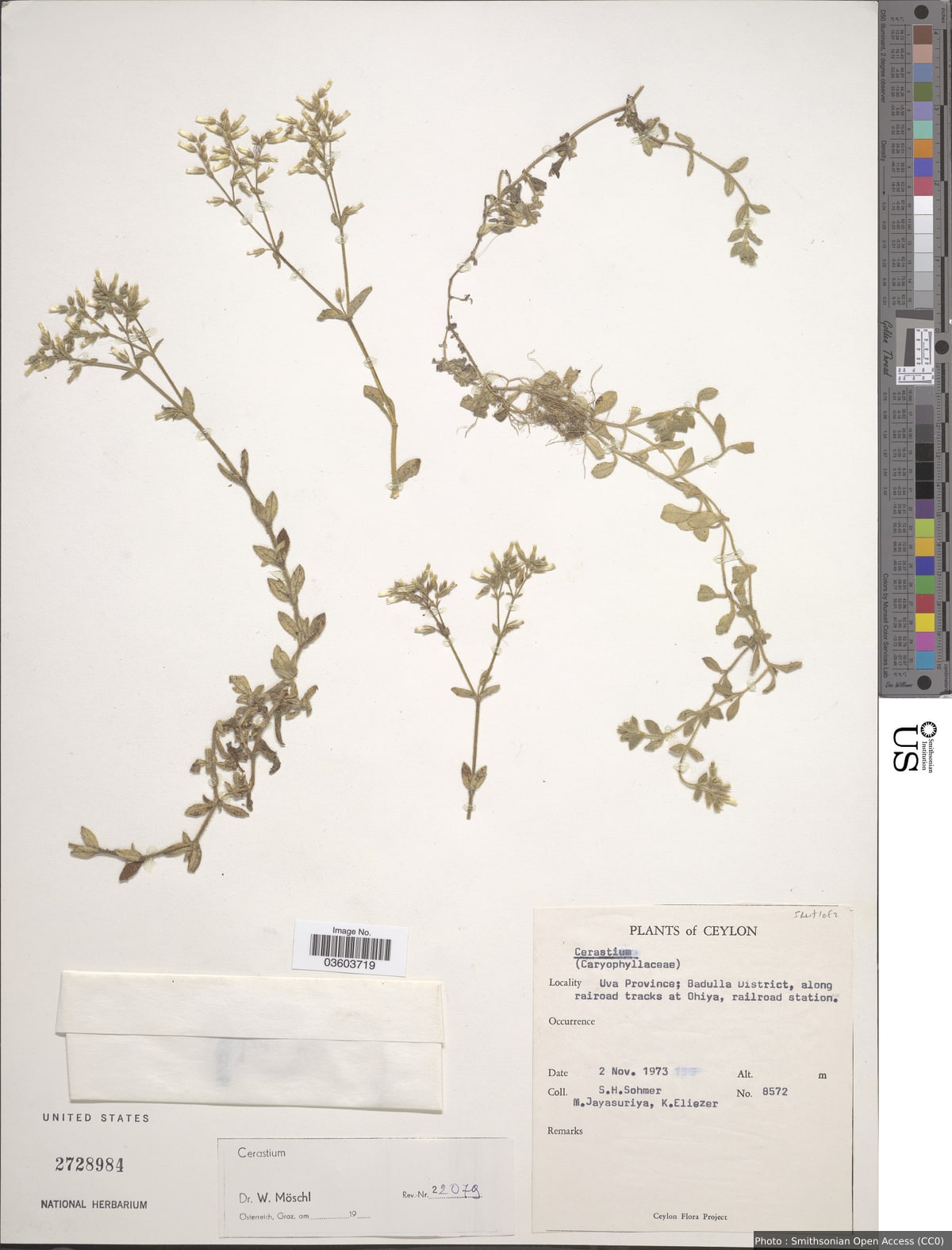 Cerastium sp.