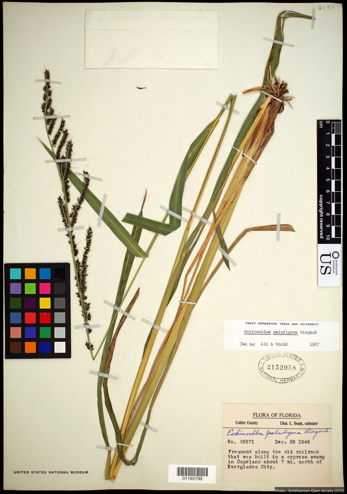 Echinochloa paludigena Wiegand