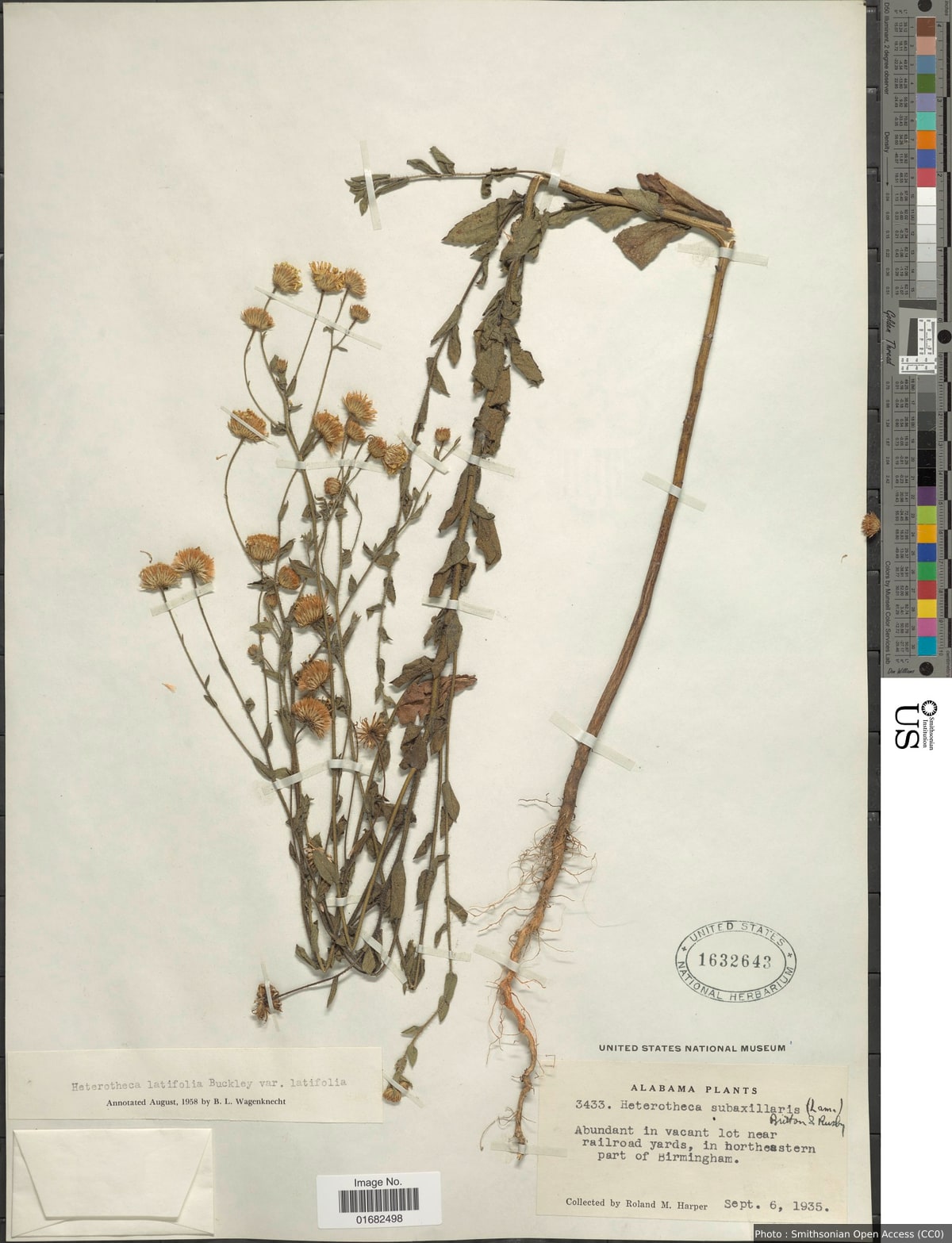 Heterotheca latifolia Buckley var. latifolia