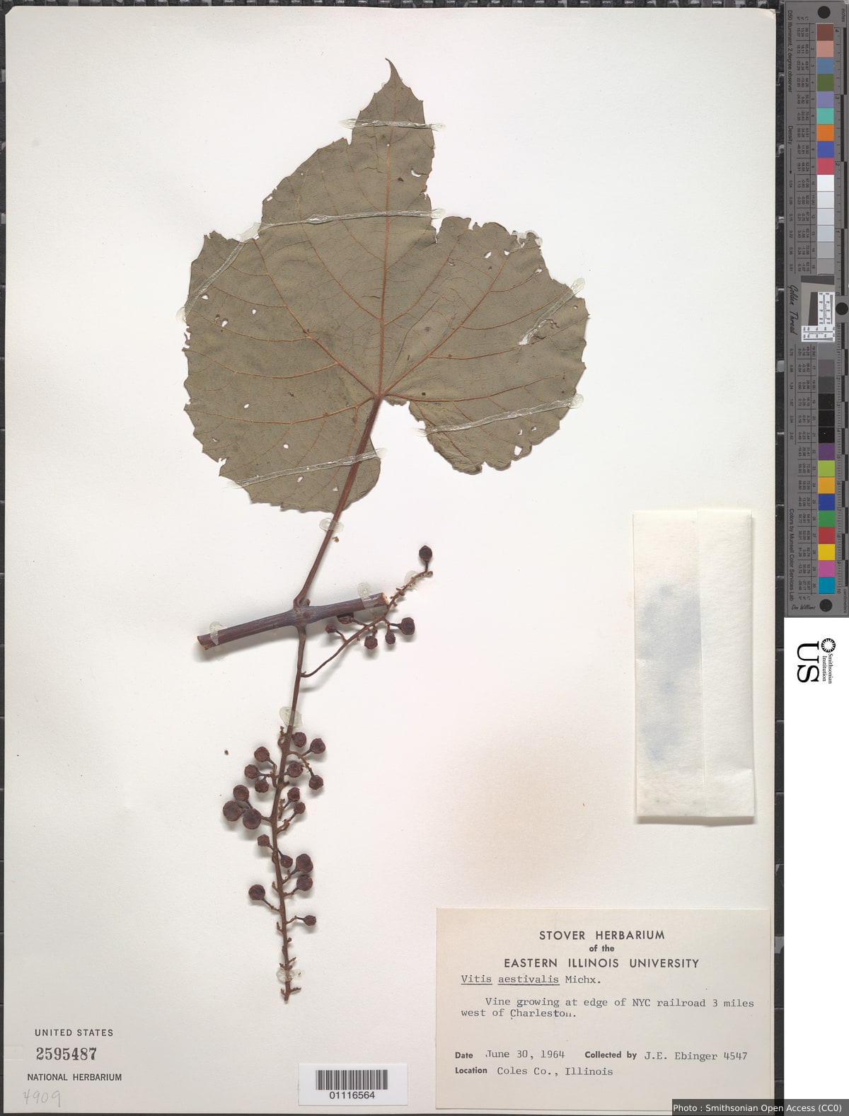 Vitis aestivalis Michx.