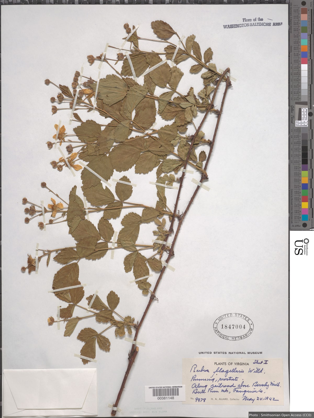 Rubus flagellaris Willd.