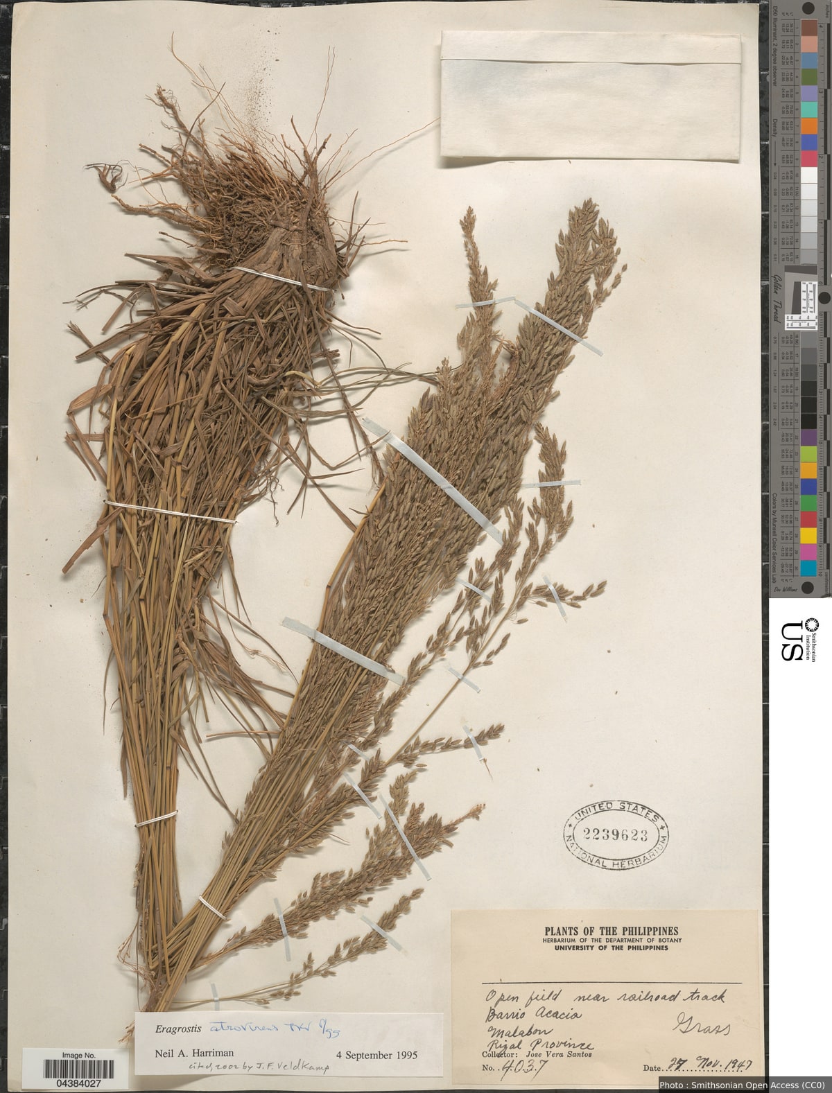 Eragrostis atrovirens Lange