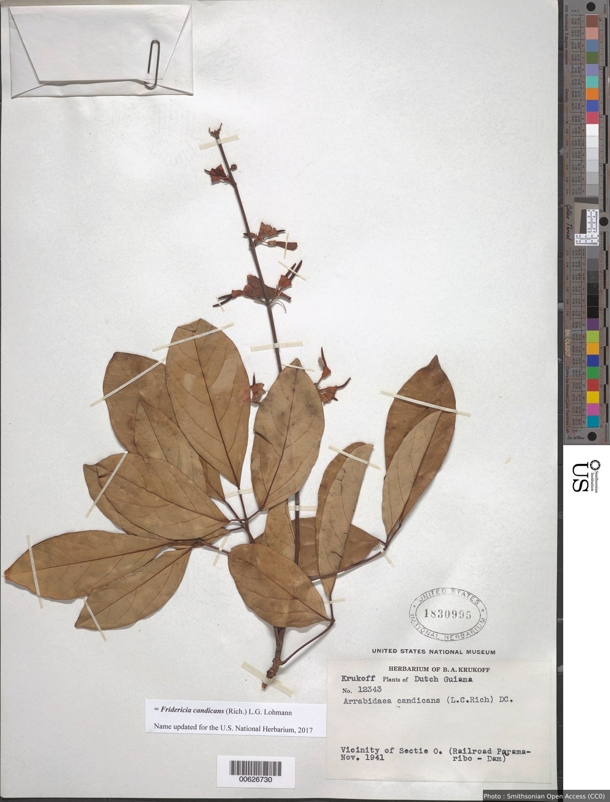 Arrabidaea candicans (Rich.) DC.