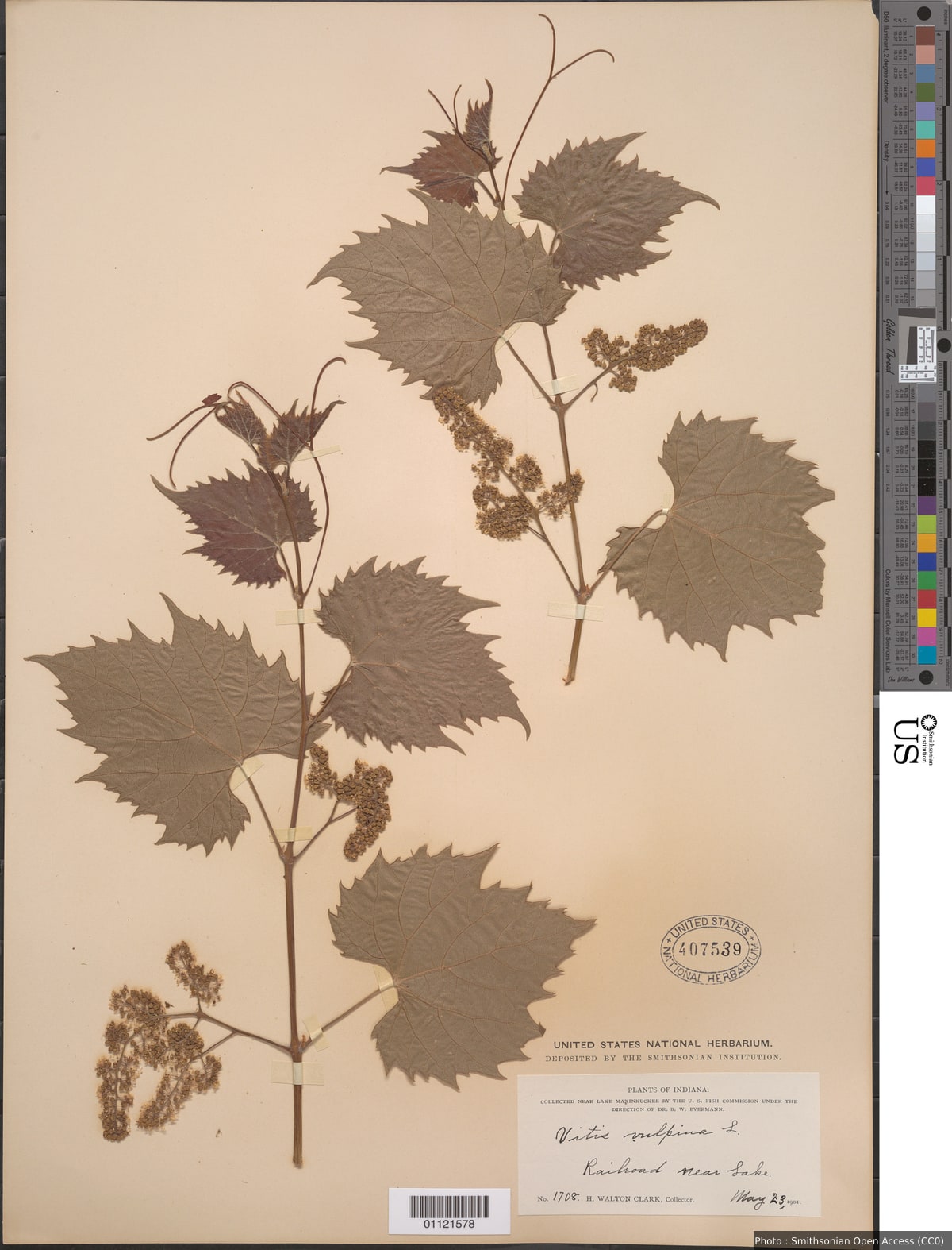 Vitis vulpina L.