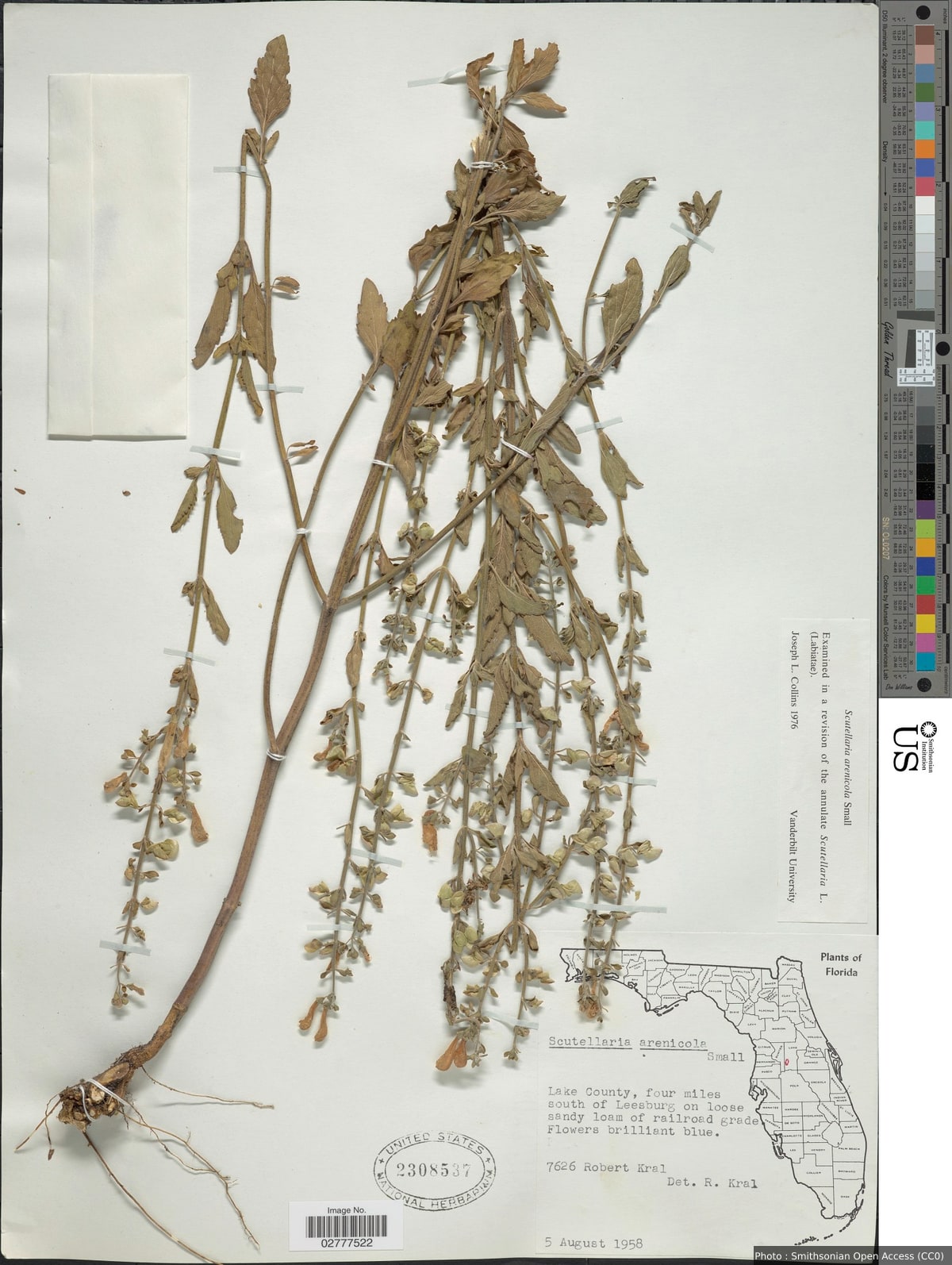 Scutellaria arenicola Small