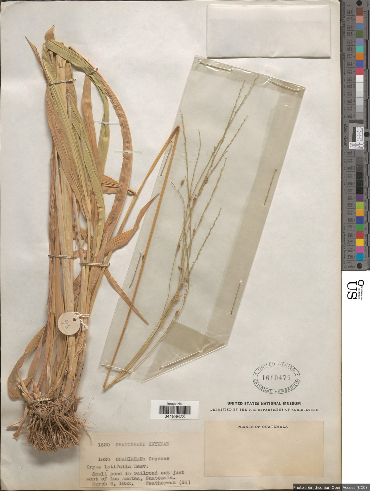 Oryza latifolia Desv.