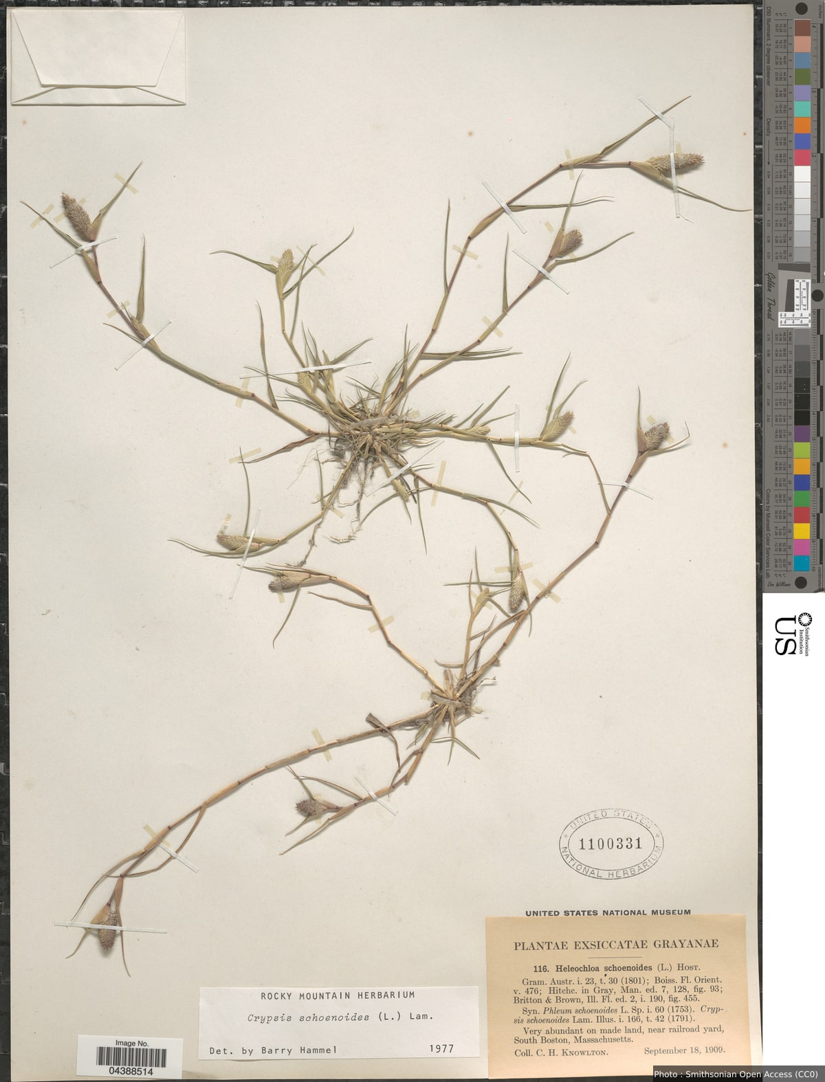 Sporobolus schoenoides (L.) P.M. Peterson