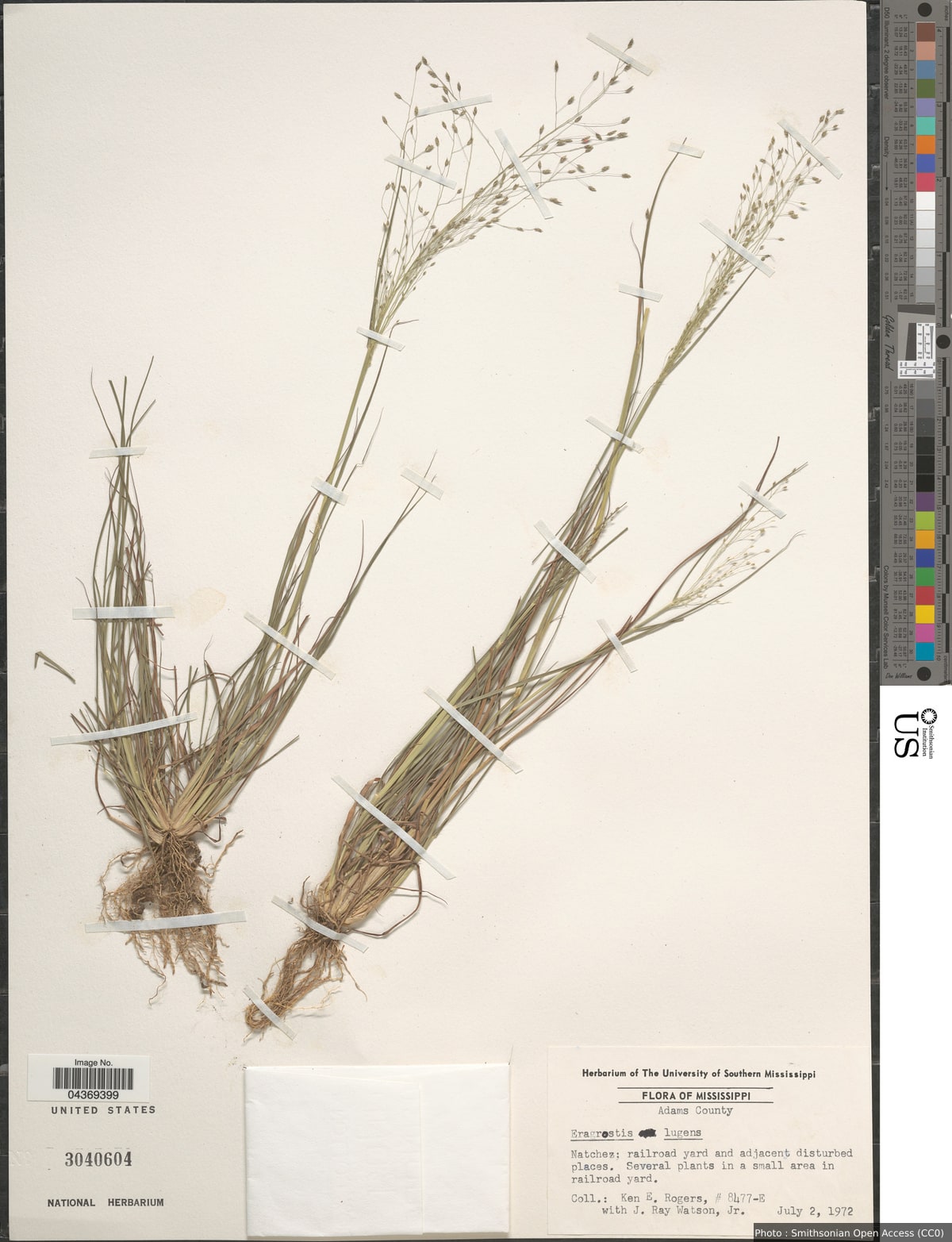 Eragrostis lugens Nees