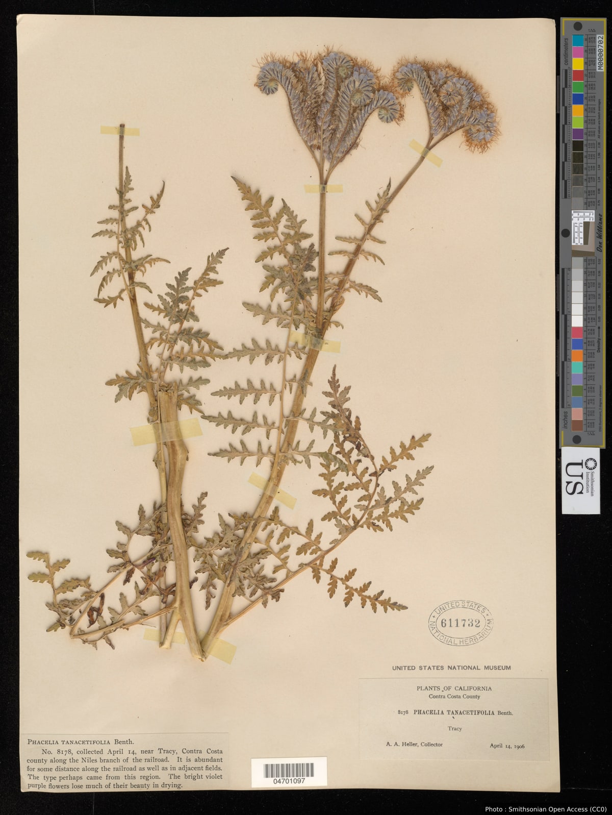 Phacelia tanacetifolia Benth.